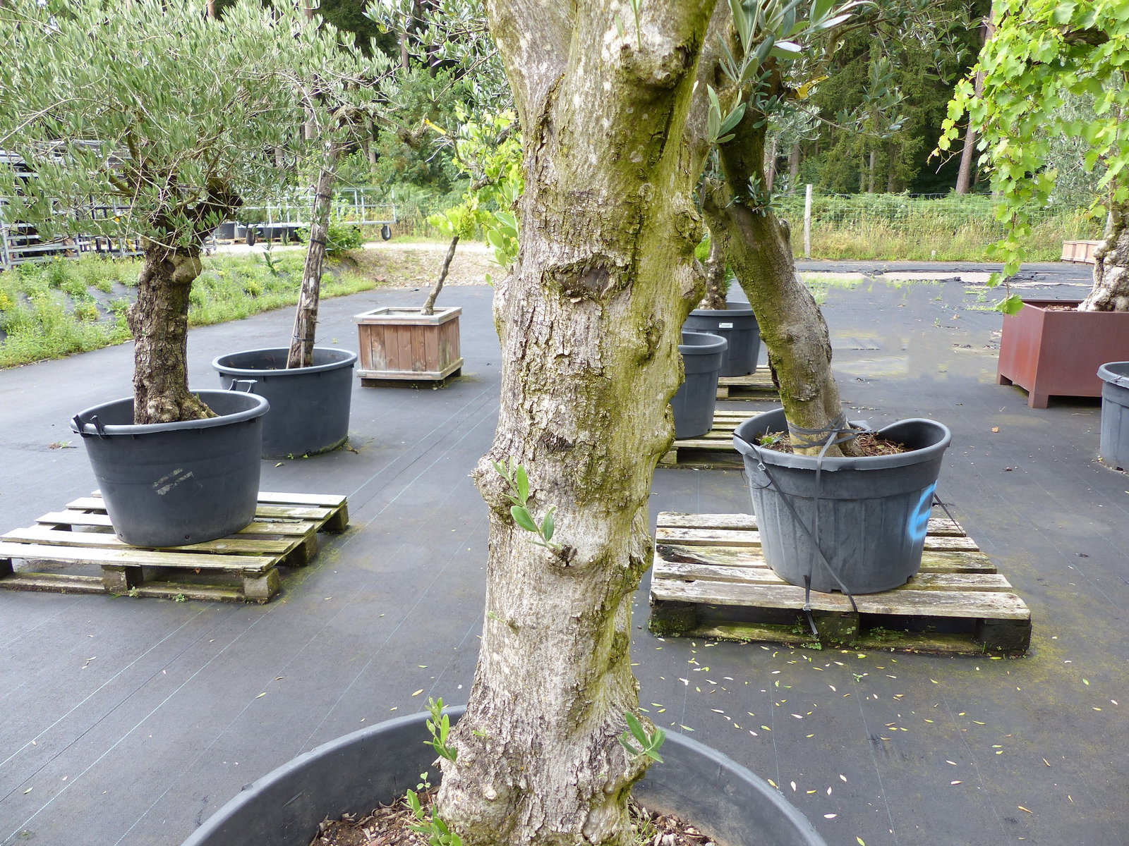 exakt dieser Baum Nr. B13 , 240 cm, Olivenbaum 'Angebot' verzweigte Olive winterhart