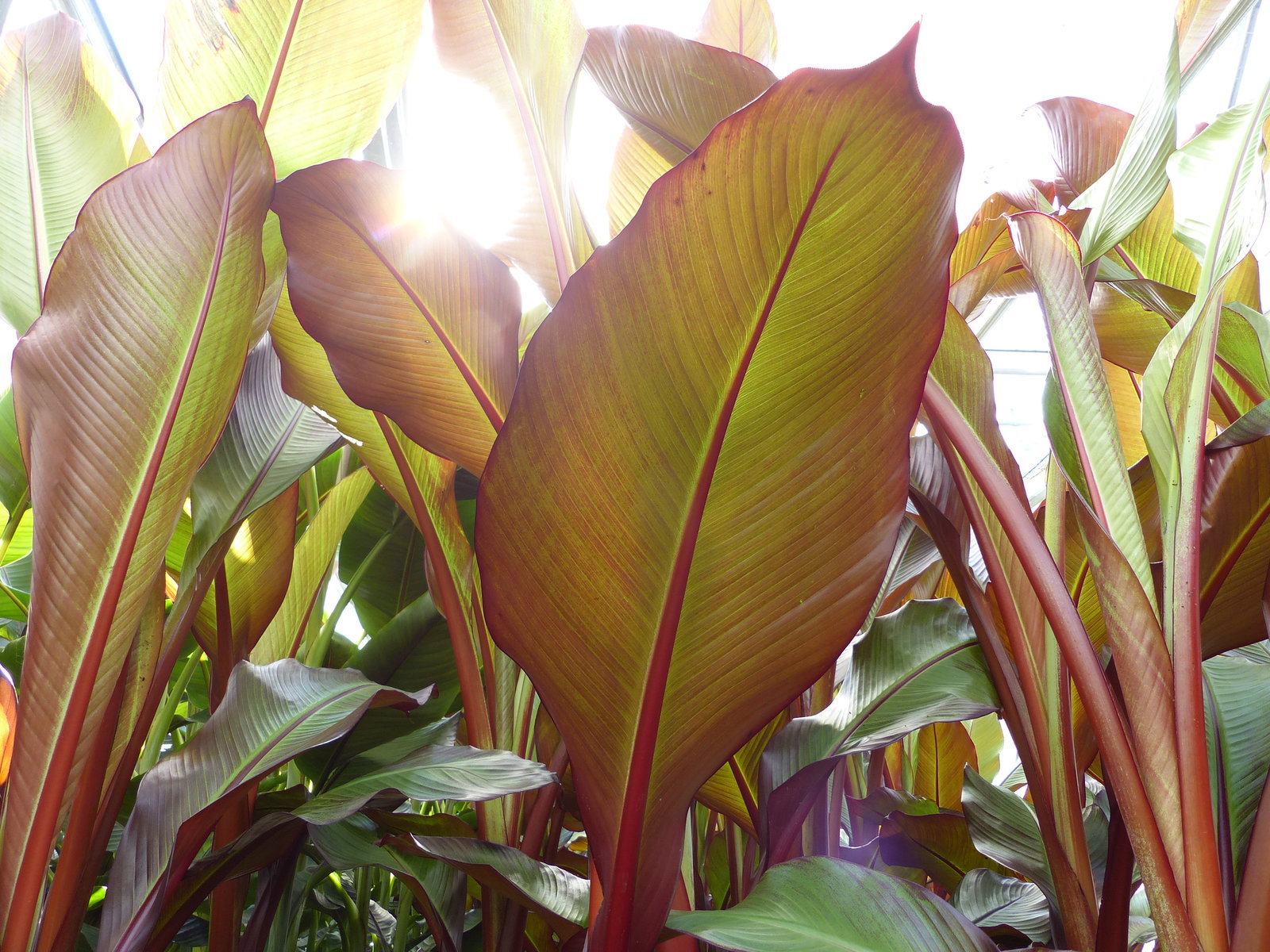 Ensete Ventricosum Maurelli Bananenstaude | Bananenstaude | 140 - 170 cm