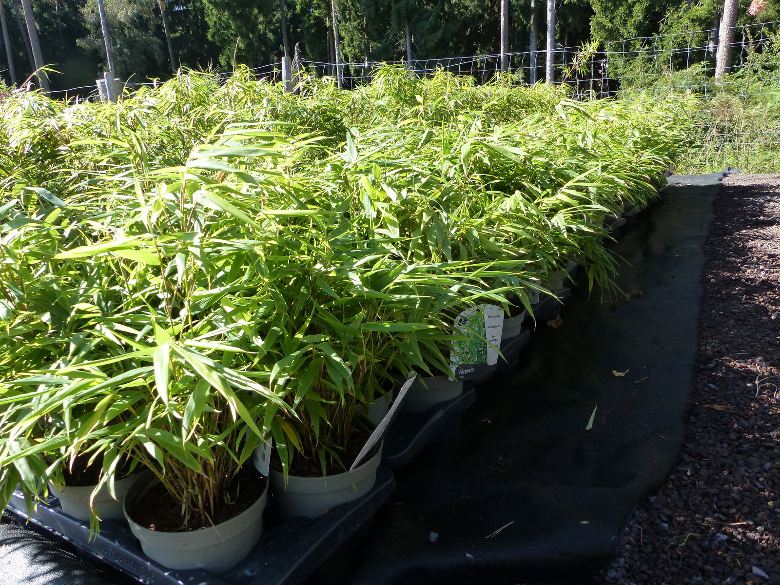 5 Stück Bambus Fargesia Rufa 40 - 55 cm Schirmbambus Gartenbambus winterhart