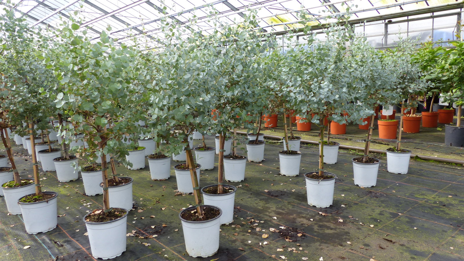 Eucalyptus Gunni Stamm Eukalyptusbaum, 70 - 90 cm, Pflanze winterhart