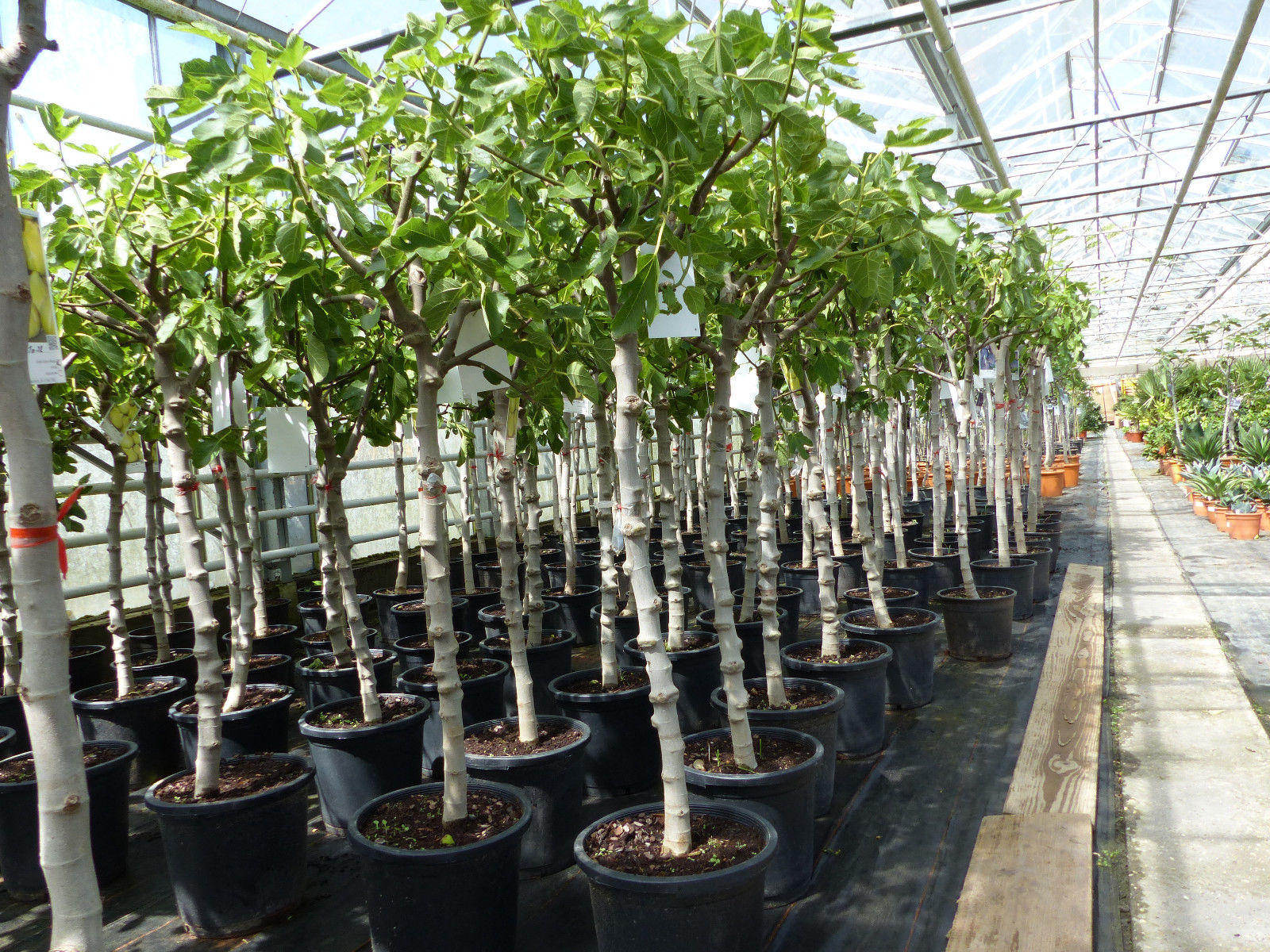 Feigenbaum 150-180 cm Obstbaum winterhart kräftiger Stamm, Ficus Carica, Feige, Obst