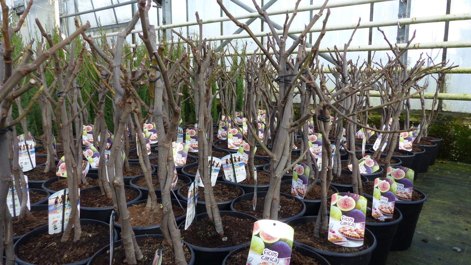 Feigenbaum - hell UND dunkel - in 1 Topf, Obstbaum, winterhart, Ficus Carica, Feige