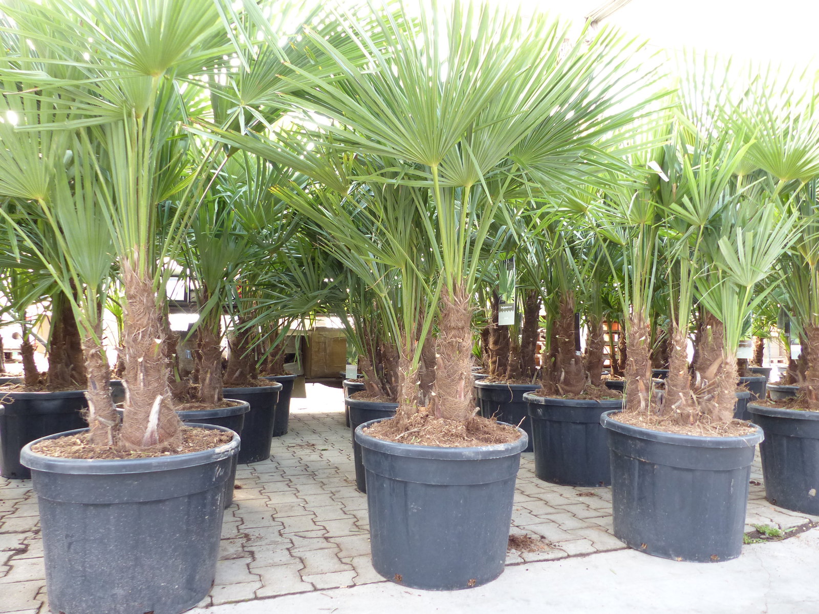 Trachycarpus Fortunei Gruppe mehrstämmig Palme, winterhart 220 - 260 cm Palmengruppe 3 - 5 Stämme