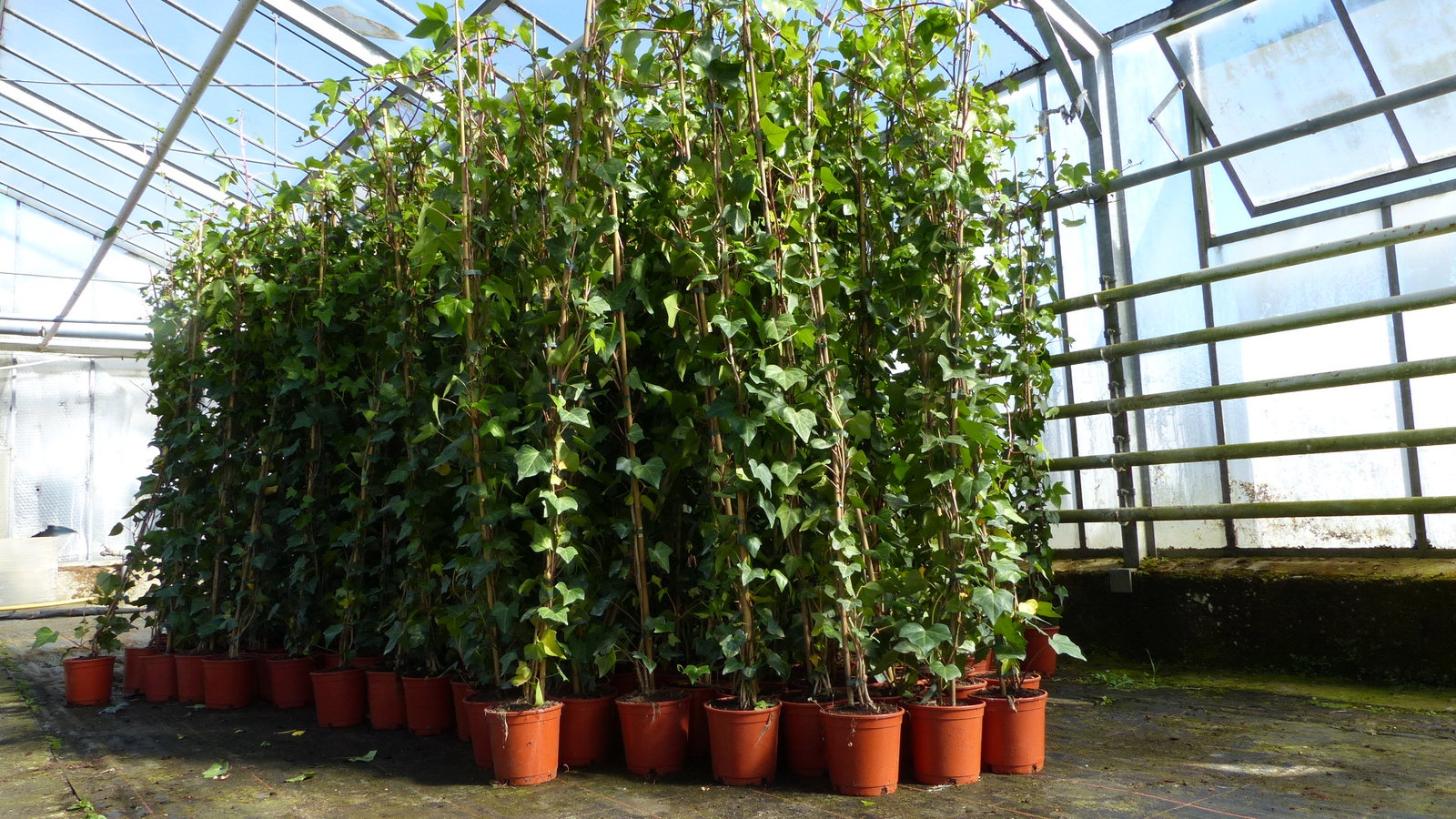 4 Stück Efeu Pflanze Hedera helix 180 - 200 cm Pyramide Säule winterhart Kletterpflanze Hecke Sichtschutz blickdicht