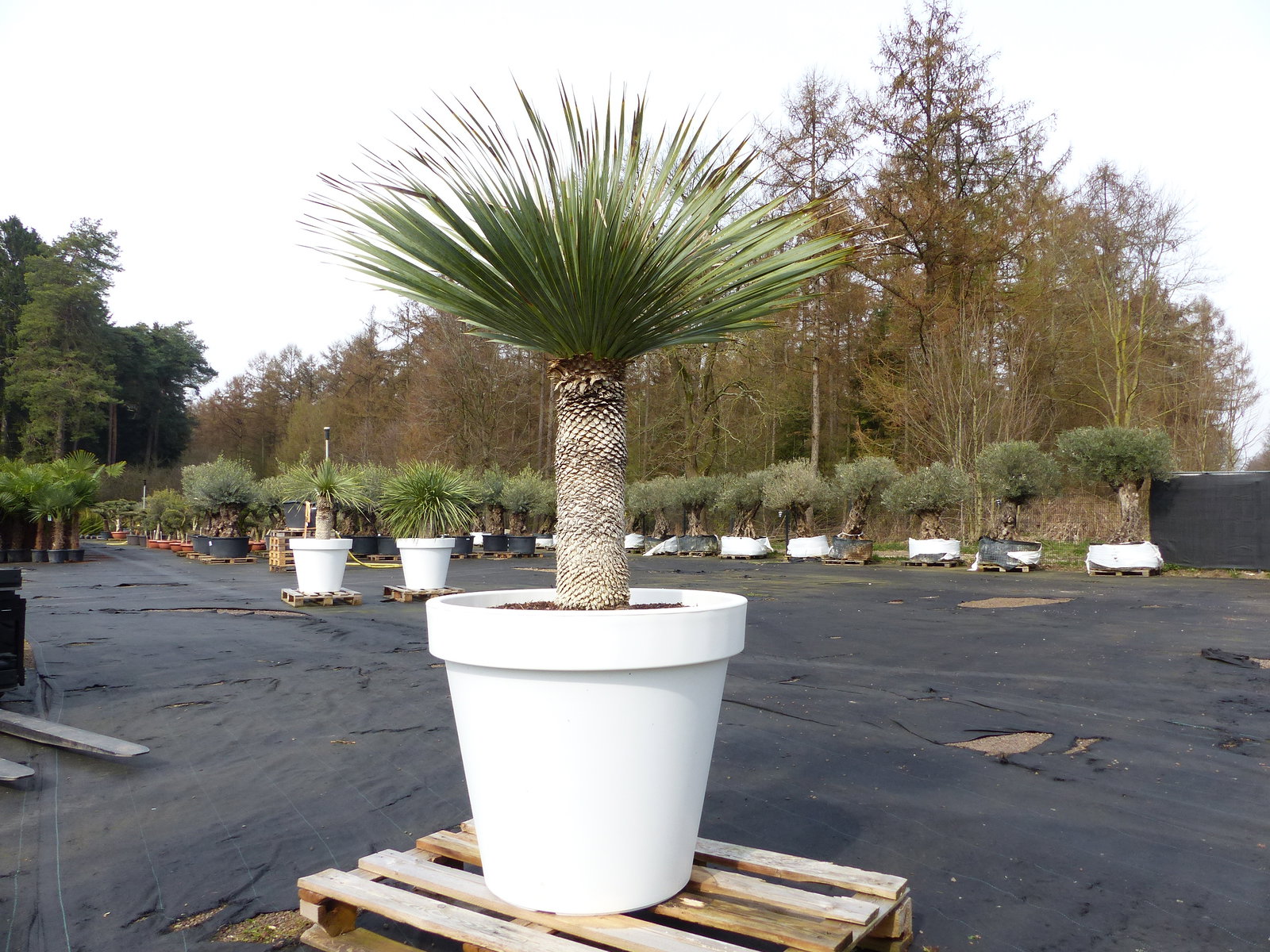 Yucca Rostrata 170 cm | Stamm 65 cm | im Pflanzkübel Ø80 cm Weiß winterhart