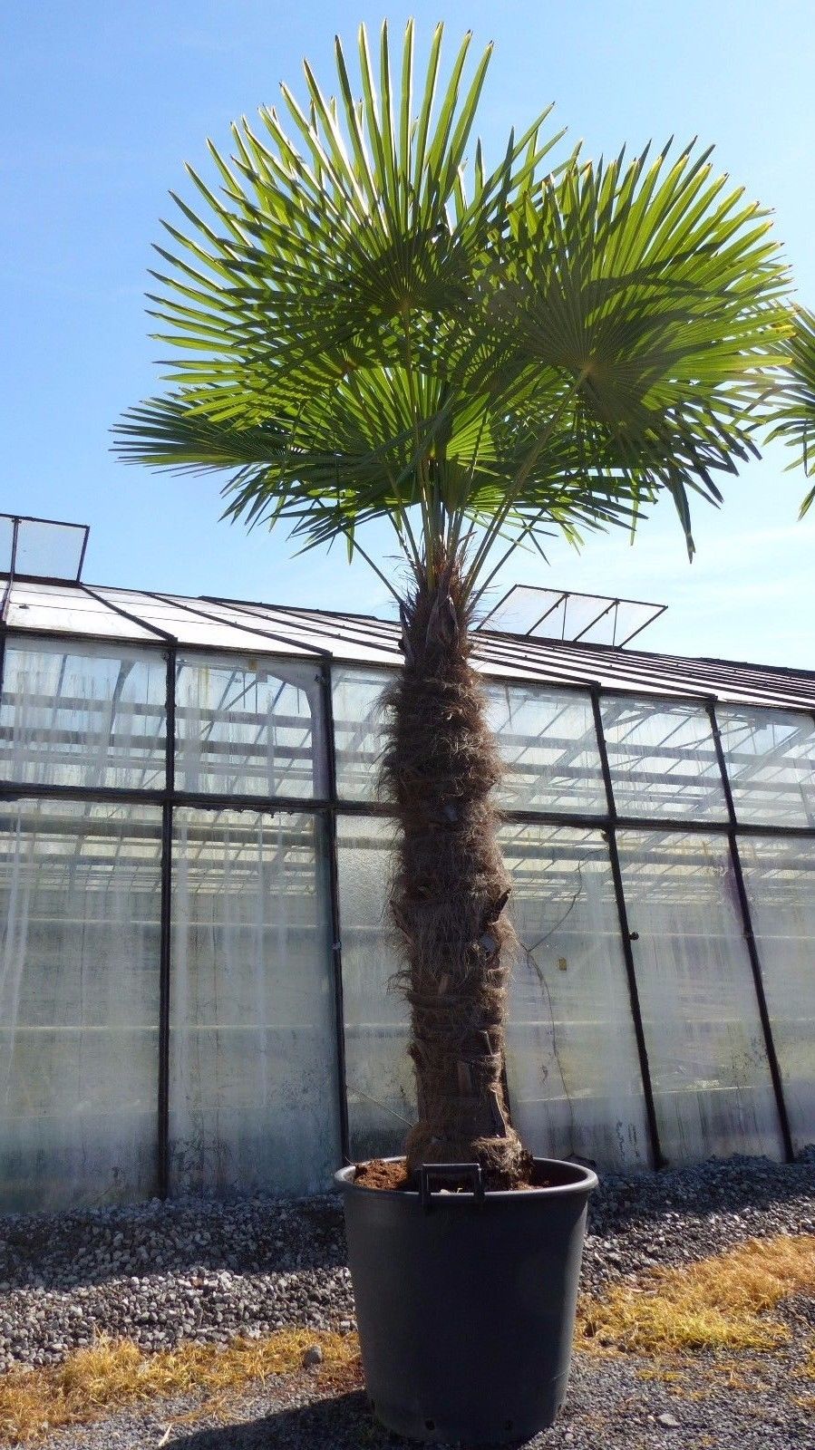 XXXXL 240 - 270 cm Trachycarpus fortunei 130-150 cm Stamm Hanfpalme, winterharte Palme bis -18°C