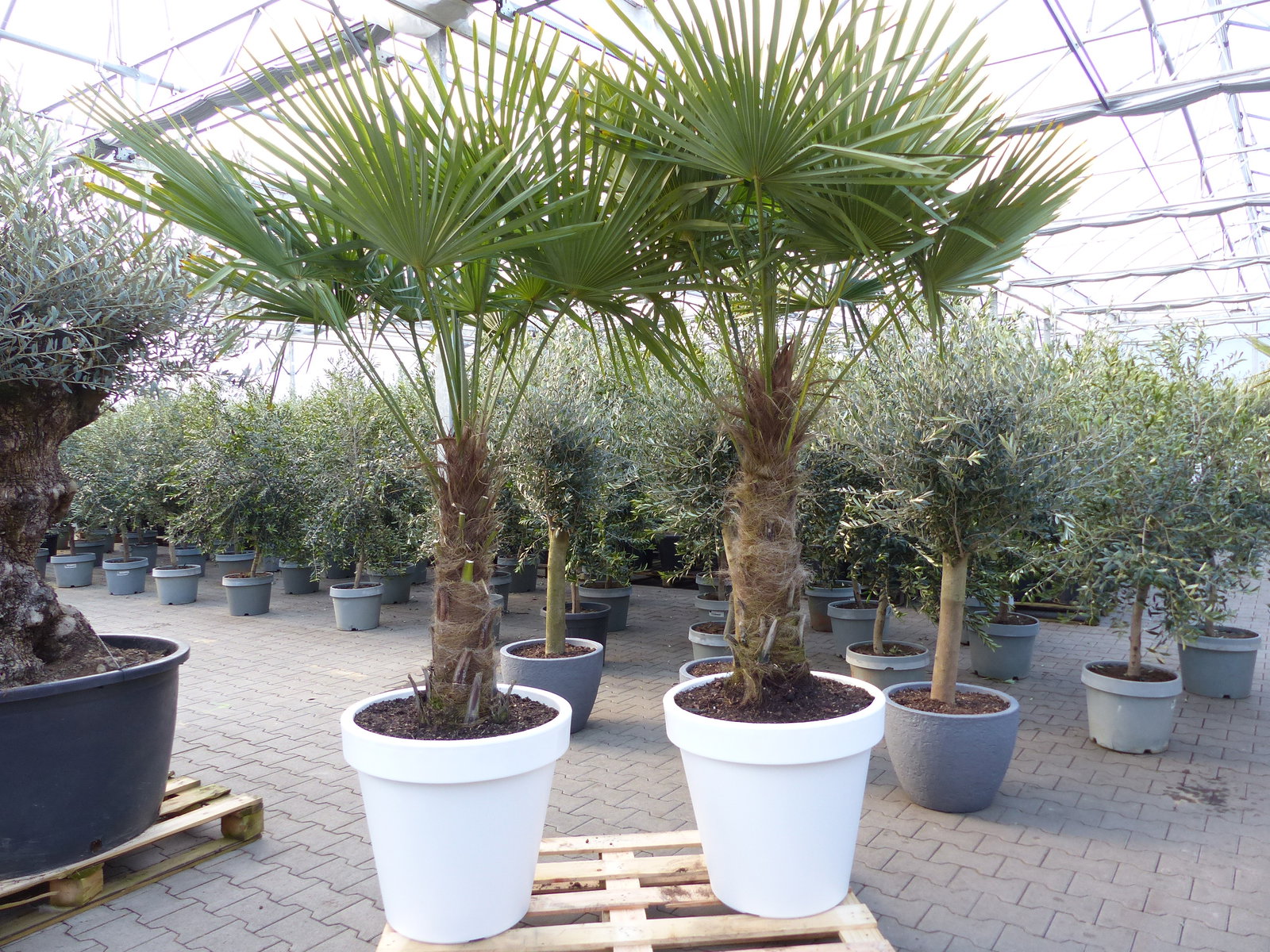 XXL Palme 230 cm | Stamm 80 cm | Trachycarpus fortunei winterhart inkl. Pflanzkübel weiß, Hanfpalme, Top-Qualität