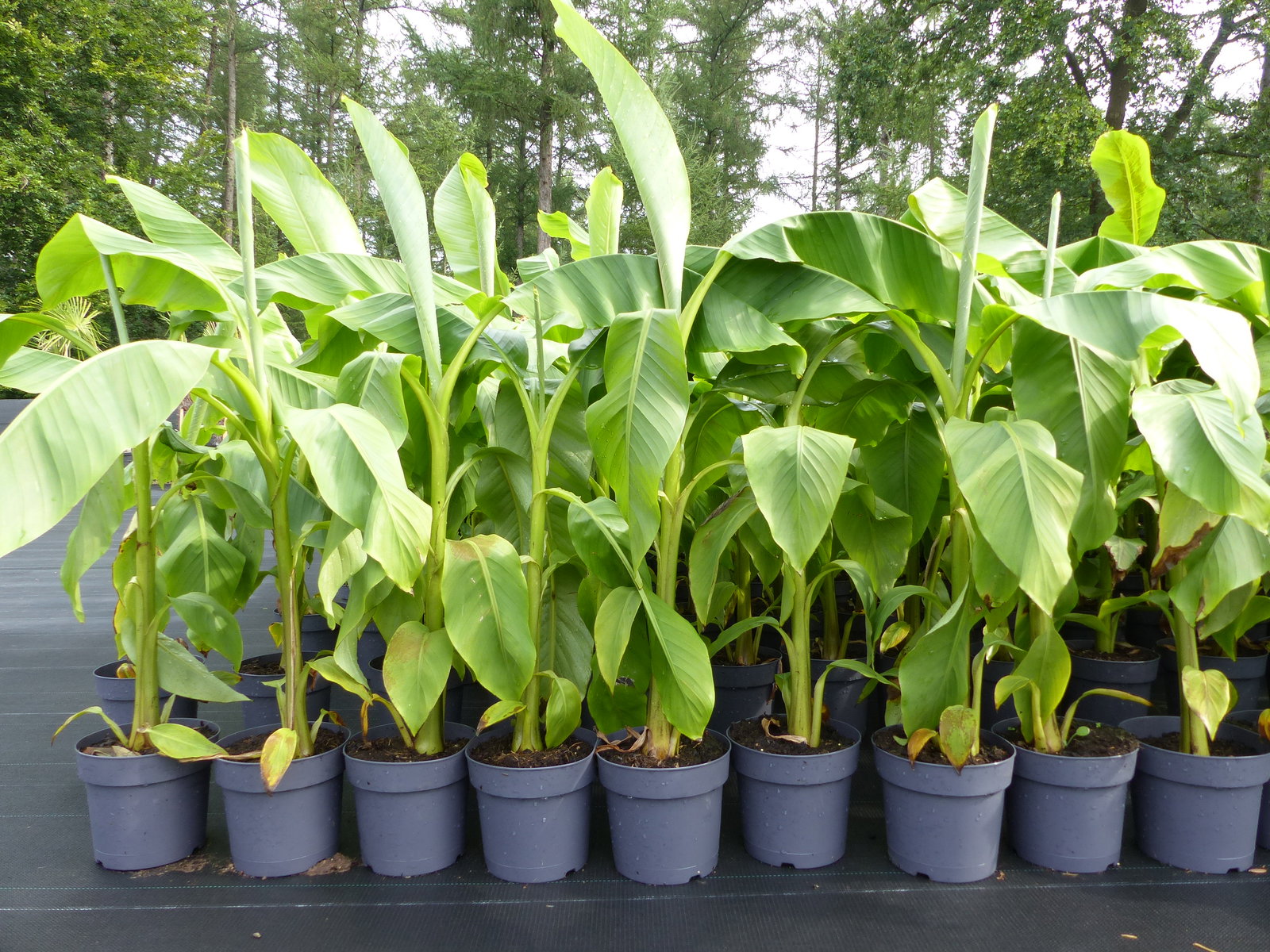 Bananenstaude Banane Musa Basjoo 120 - 150 cm winterhart Staude japanische Faserbanane