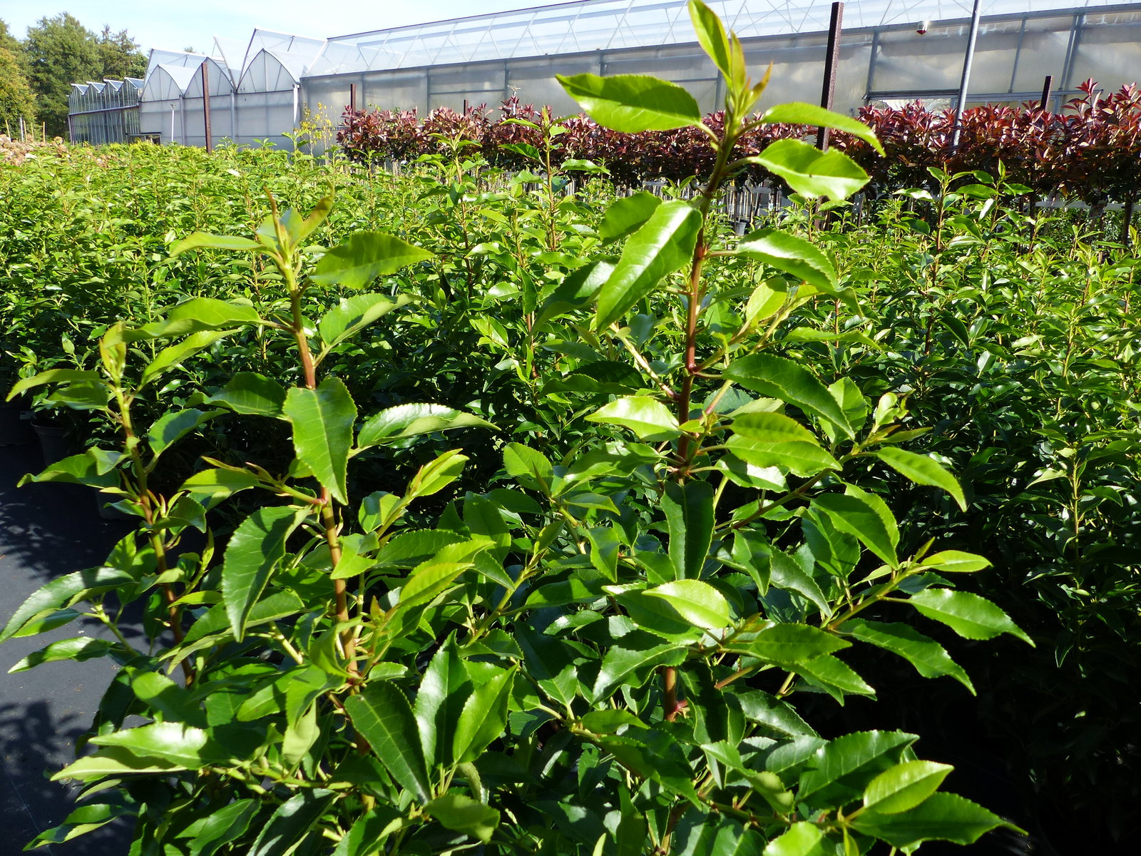 Portugiesischer Kirschlorbeer 100 - 110 cm  'Angustifolia' Prunus lusitanica