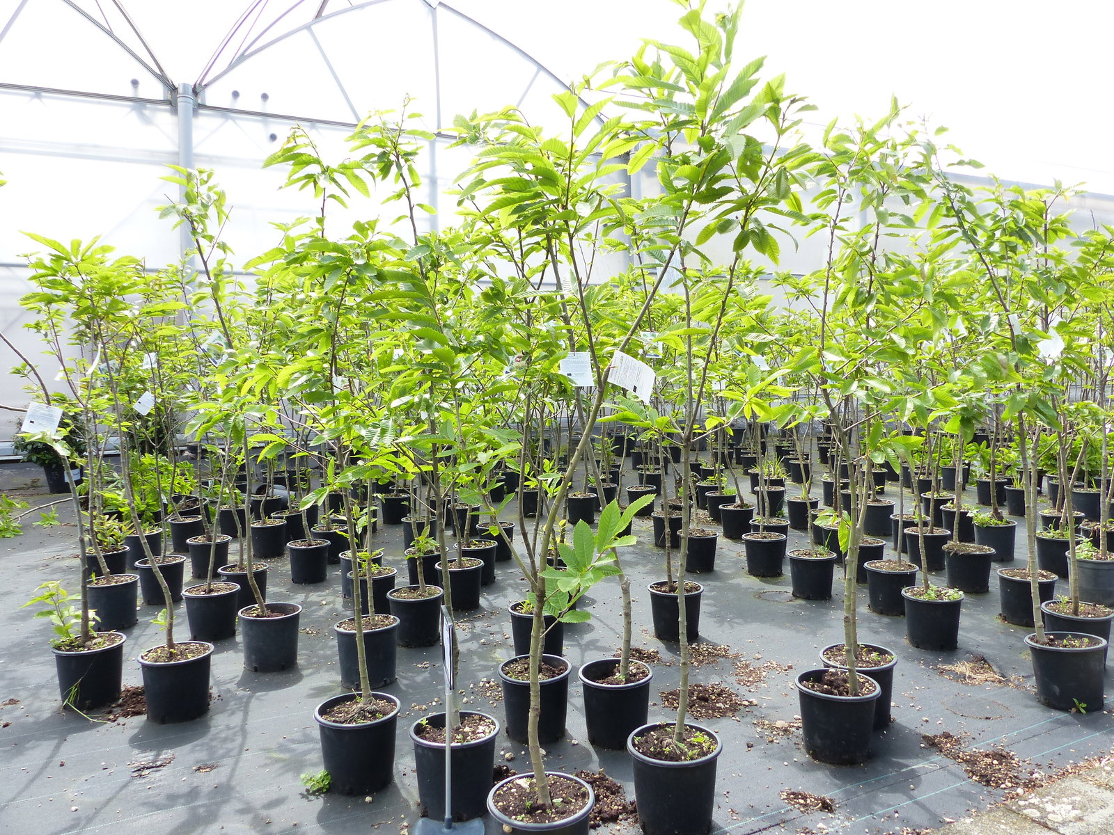 Esskastanie Castanea sativa 180 cm  Kastanie Kastanienbaum Pflanze winterhart
