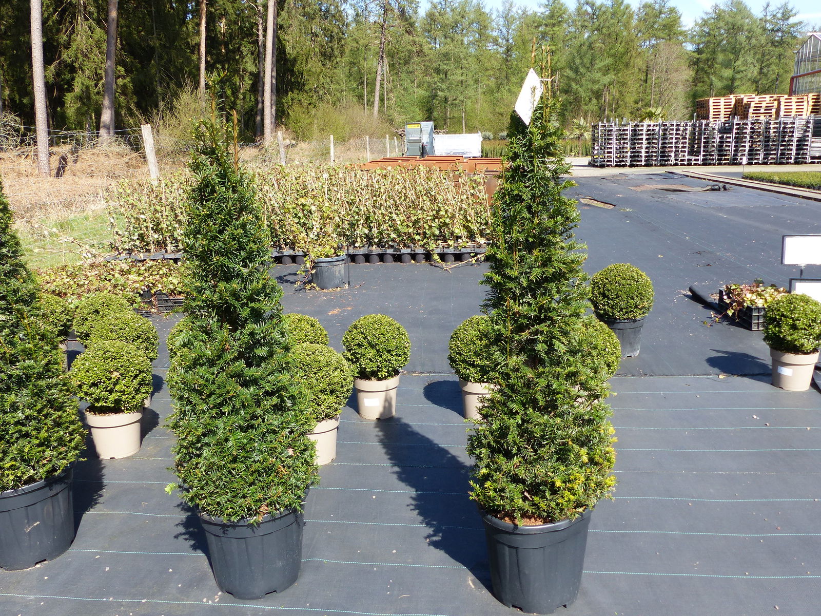 Taxus Baccata 150-160 cm Pyramide Formschnitt, Formgehölz, Säule, Buchsbaum Ersatz