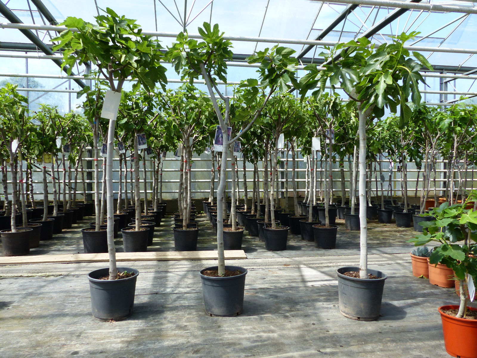 Feigenbaum 150-180 cm Obstbaum winterhart kräftiger Stamm, Ficus Carica, Feige, Obst