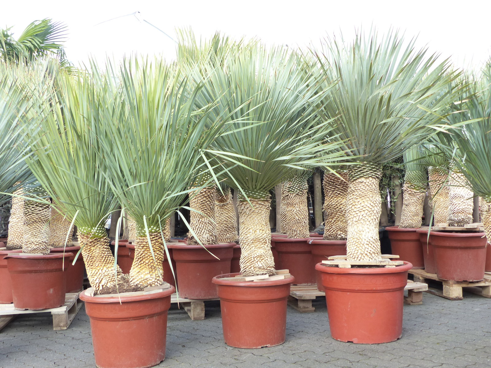 Yucca Rostrata  Palme 150 - 160 cm, Stamm 50 - 60 cm winterhart