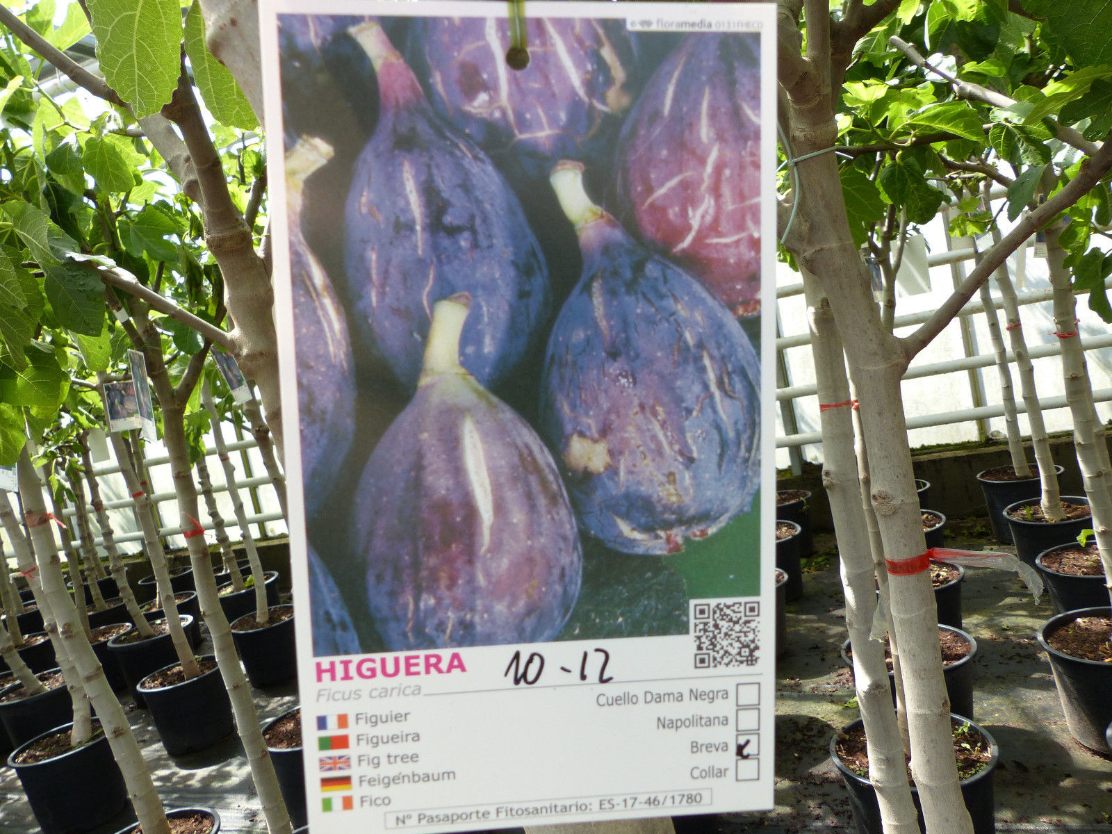 Feigenbaum 150-180 cm Obstbaum winterhart kräftiger Stamm, Ficus Carica, Feige, Obst