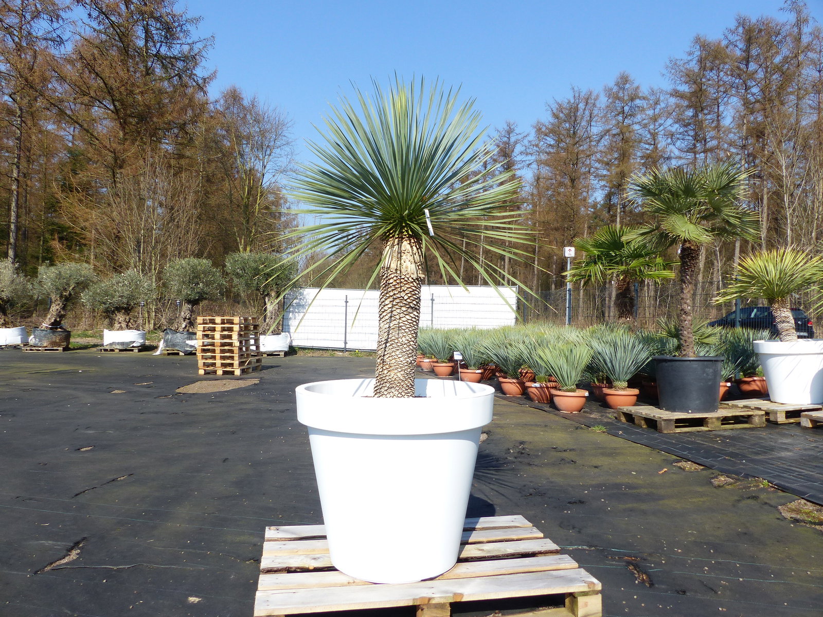 Yucca Rostrata 180 cm | Stamm 70 cm | im Pflanzkübel Ø80 cm Weiß winterhart