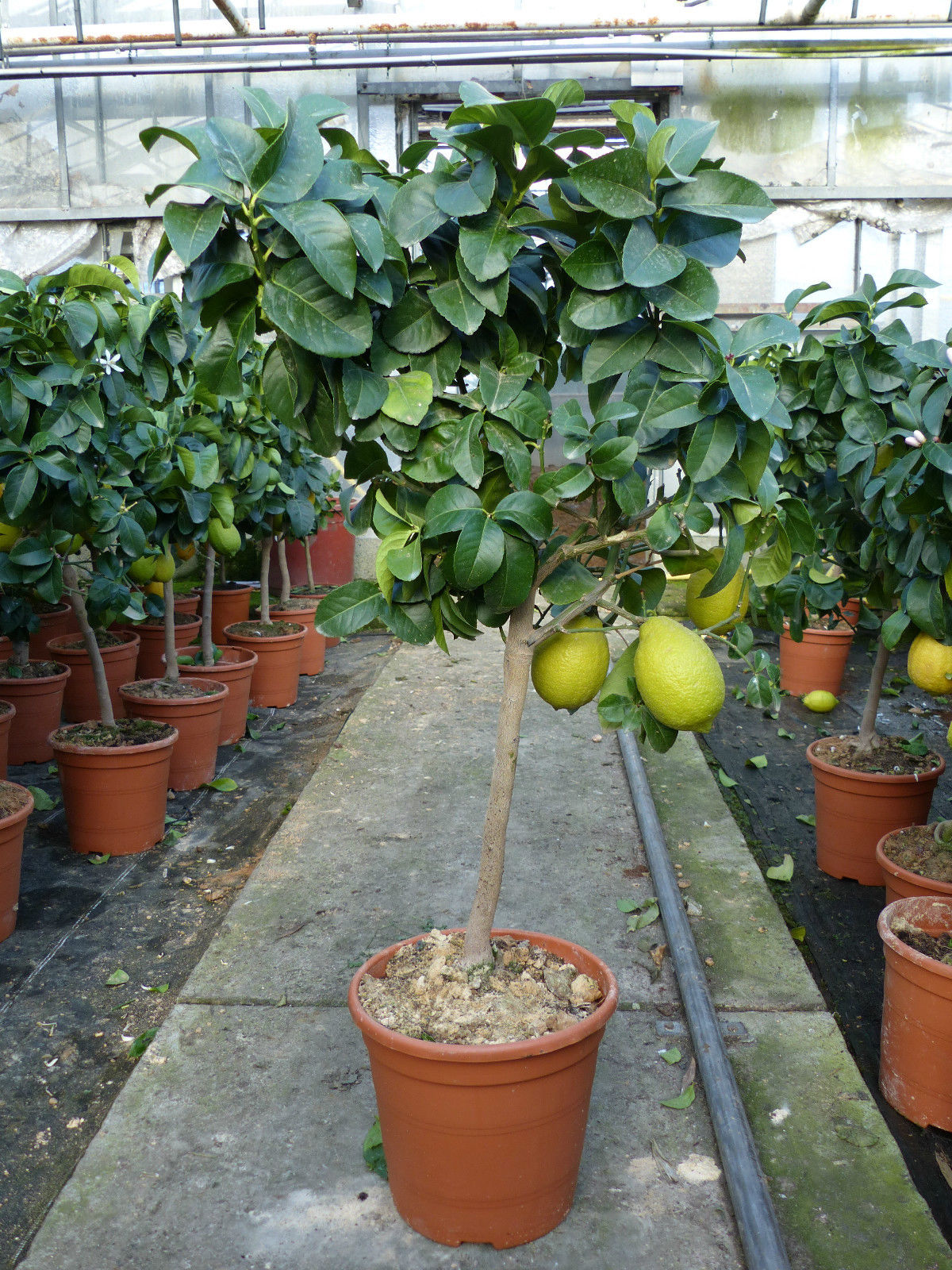 Grünwaren: echter Zitronenbaum 70 - 100 cm Zitrone Citrus Limon Zitruspflanze