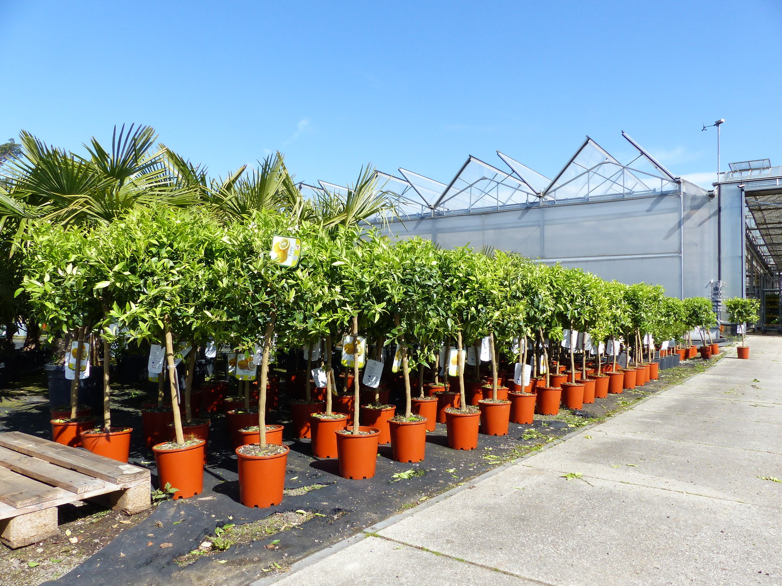 Citrus Yuzu 100 - 120 cm, Zitronenbaum Zitrone, japanische Zitrone, winterhart