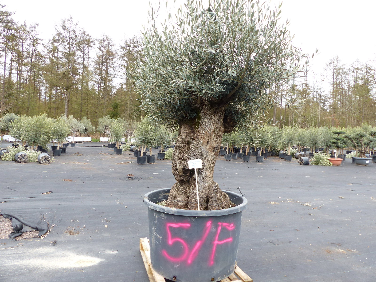 genau diesen Baum Nr. 5/F, 250 cm, Olivenbaum, knorrige alte urige Olive winterhart