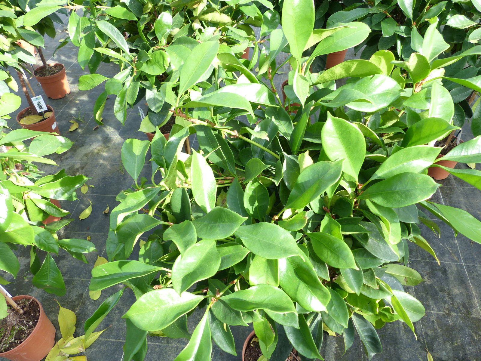 Ficus cyathispula | Becherfeige | Afrikanischer Feigenbaum | 120 - 140 cm | Feige | Stamm | Premiumqualität