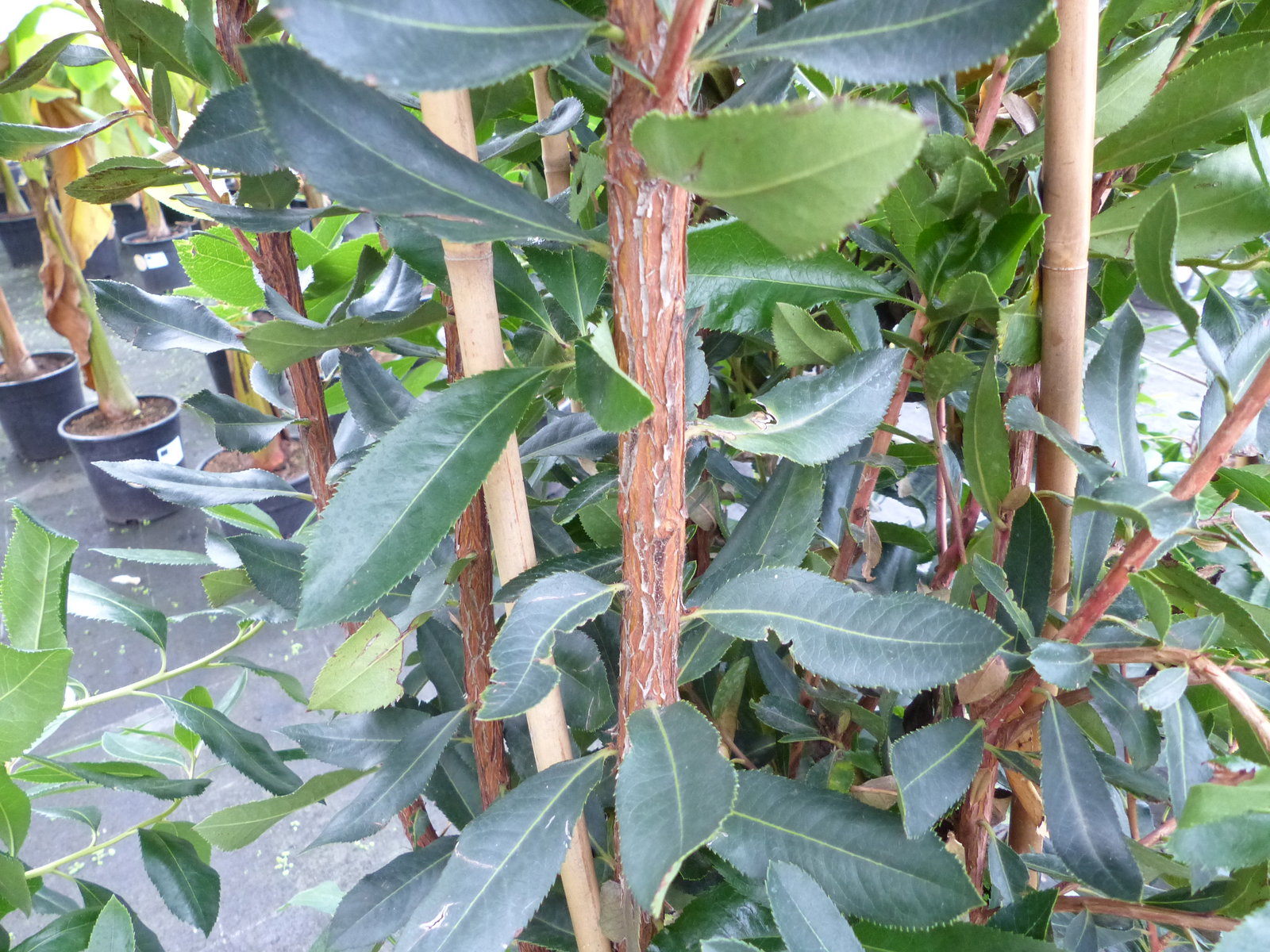 Erdbeerbaum | 170 - 190 cm | Arbutus unedo | veredelt | Premiumqualität | winterhart | fruchtreif