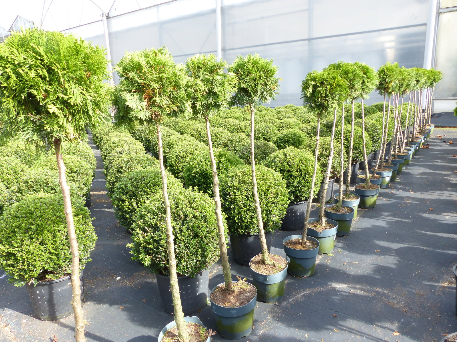 Thuja Smaragd Stamm 125 - 135 cm, Heckenpflanze, Formgehölz, Bonsai, Formschnitt, Gartenbonsai