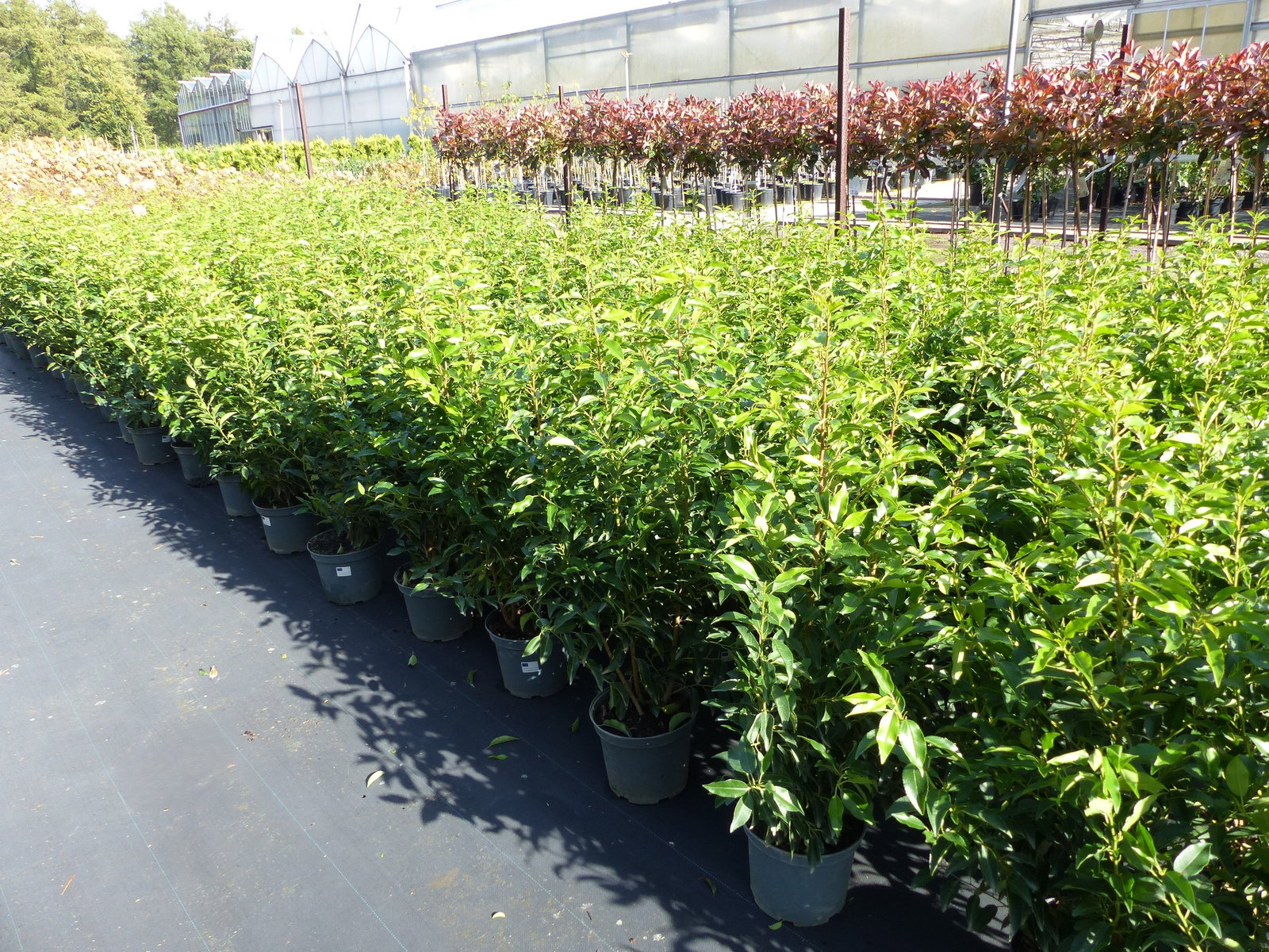 Portugiesischer Kirschlorbeer 100 - 110 cm  'Angustifolia' Prunus lusitanica