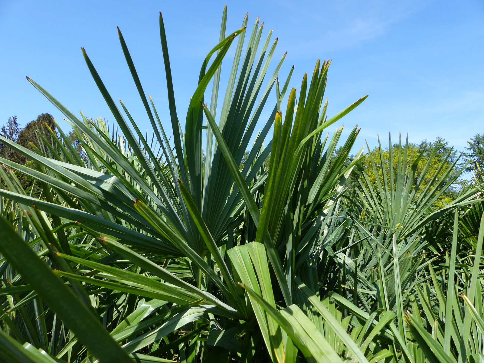 3 Stück XXL Palme winterhart 190 - 220 cm Trachycarpus fortunei, Hanfpalme, Top-Qualität