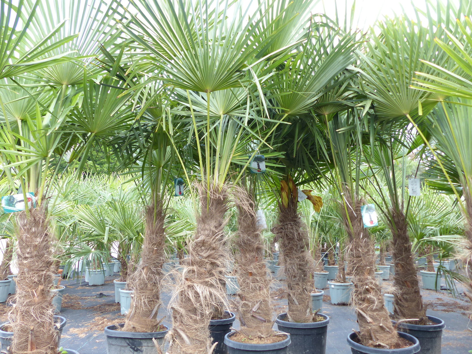 Trachycarpus fortunei, 70 - 100 cm Stamm, 210 - 250 cm Hanfpalme, winterharte Palme bis -18°C