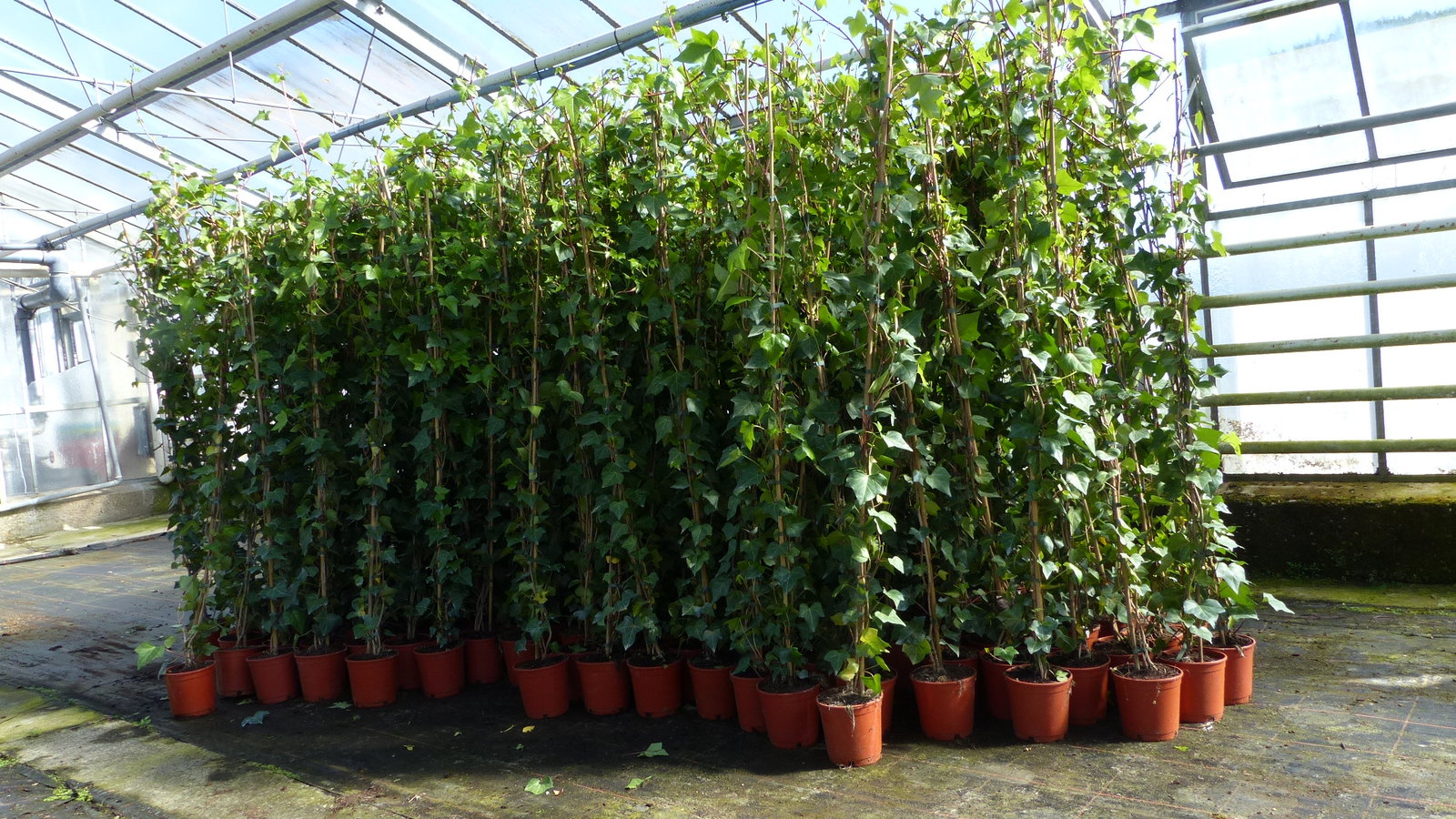 4 Stück Efeu Pflanze Hedera helix 180 - 200 cm Pyramide Säule winterhart Kletterpflanze Hecke Sichtschutz blickdicht
