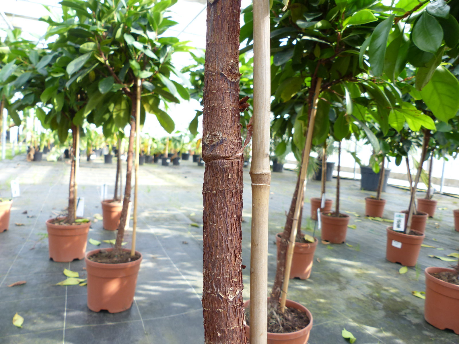 Ficus cyathispula | Becherfeige | Afrikanischer Feigenbaum | 120 - 140 cm | Feige | Stamm | Premiumqualität