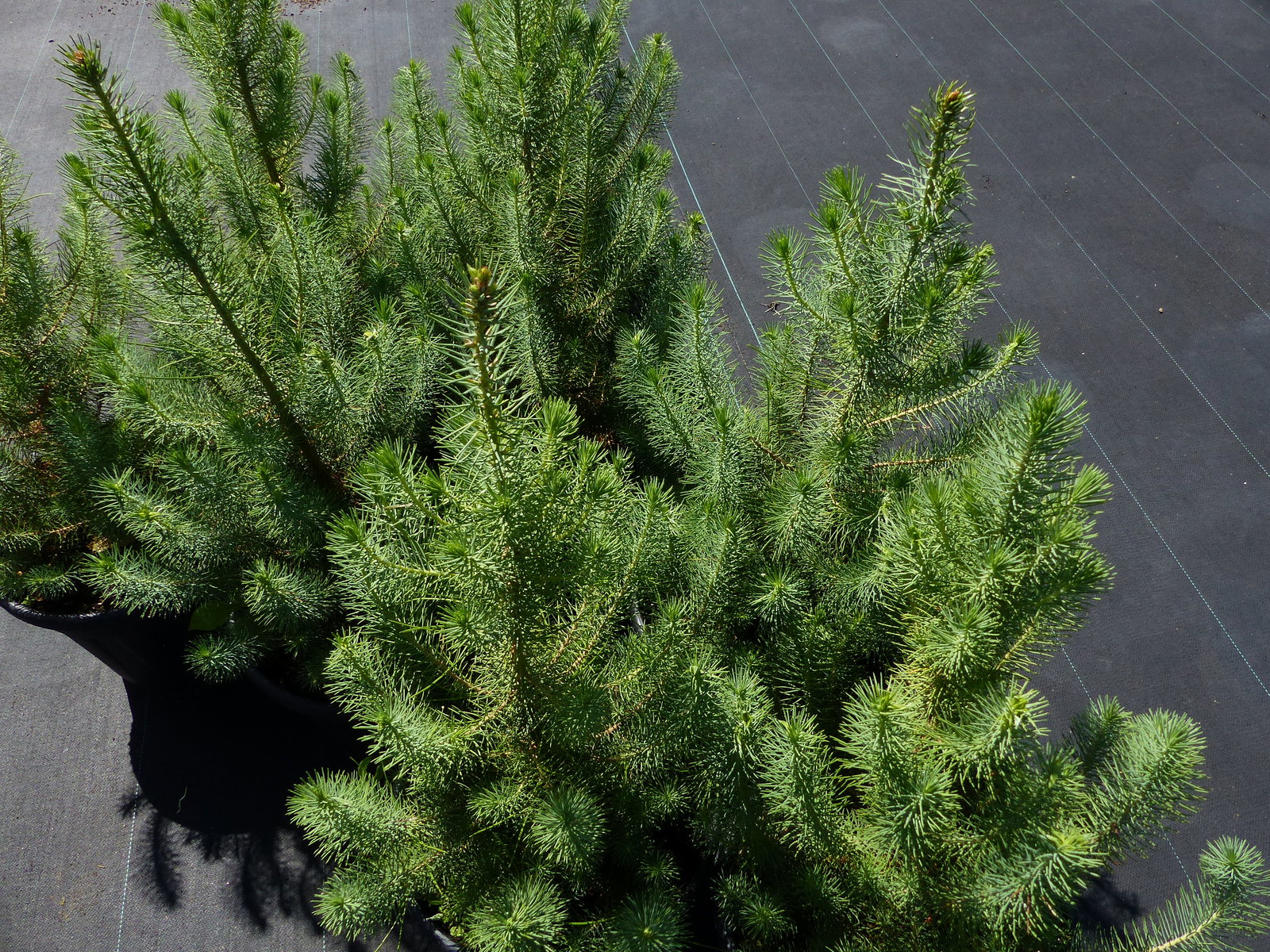 Pinus Pinea Mittelmeerkiefer 100 cm Pinie Kiefer winterhart