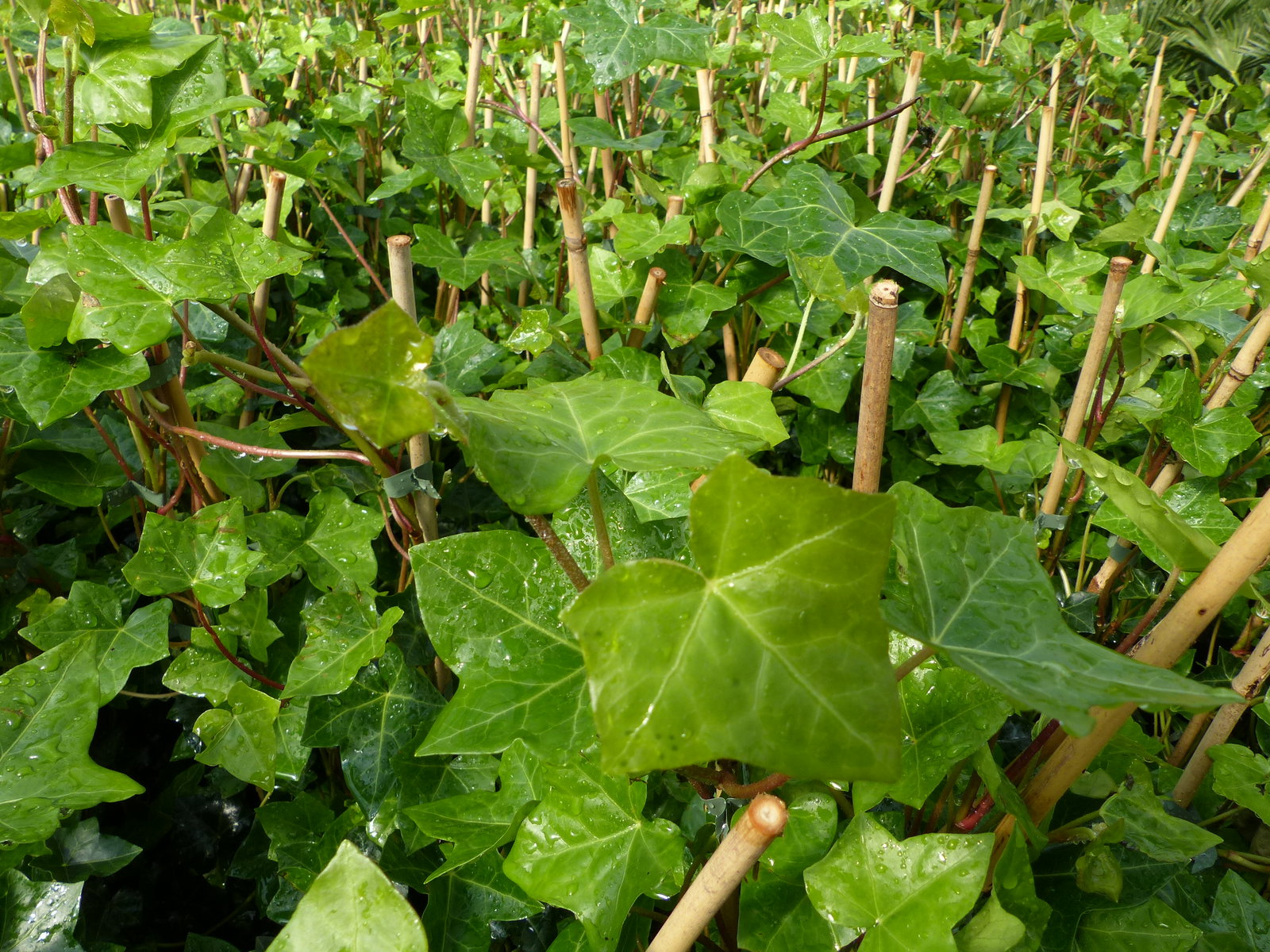 10 Stück Efeu Hedera helix 85 - 105 cm Heckenpflanze winterhart Kletterpflanze Hecke Sichtschutz blickdicht