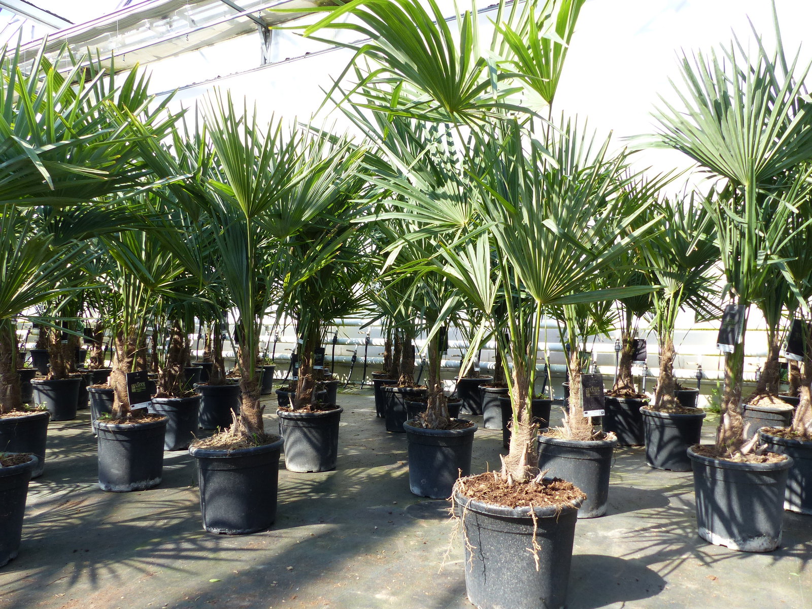 Trachycarpus fortunei 140 cm Palme Hanfpalme, winterhart bis -18°C