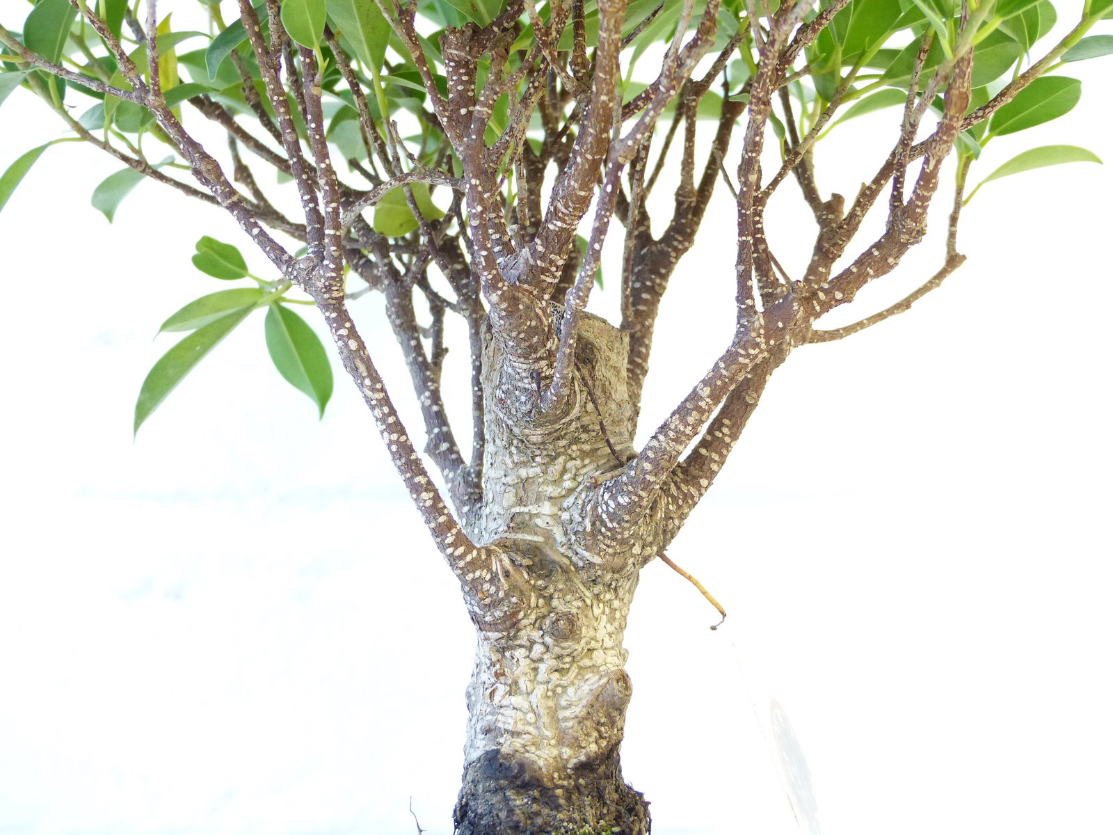Ficus Ginseng Bonsai 35 - 40 cm Feng Shui Zimmerpflanze in Keramikschale