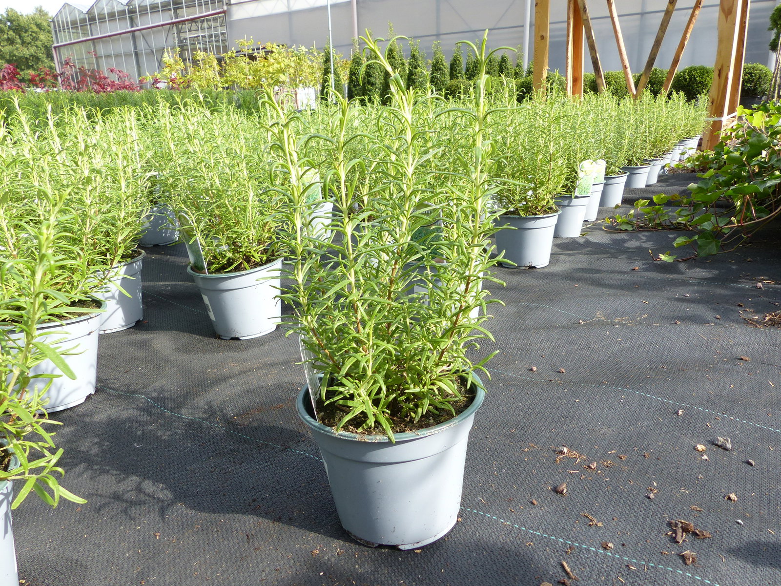 5x echter Rosmarin Officinalis 30 - 35 cm Höhe, Busch, stehend, winterhart, Kräuter