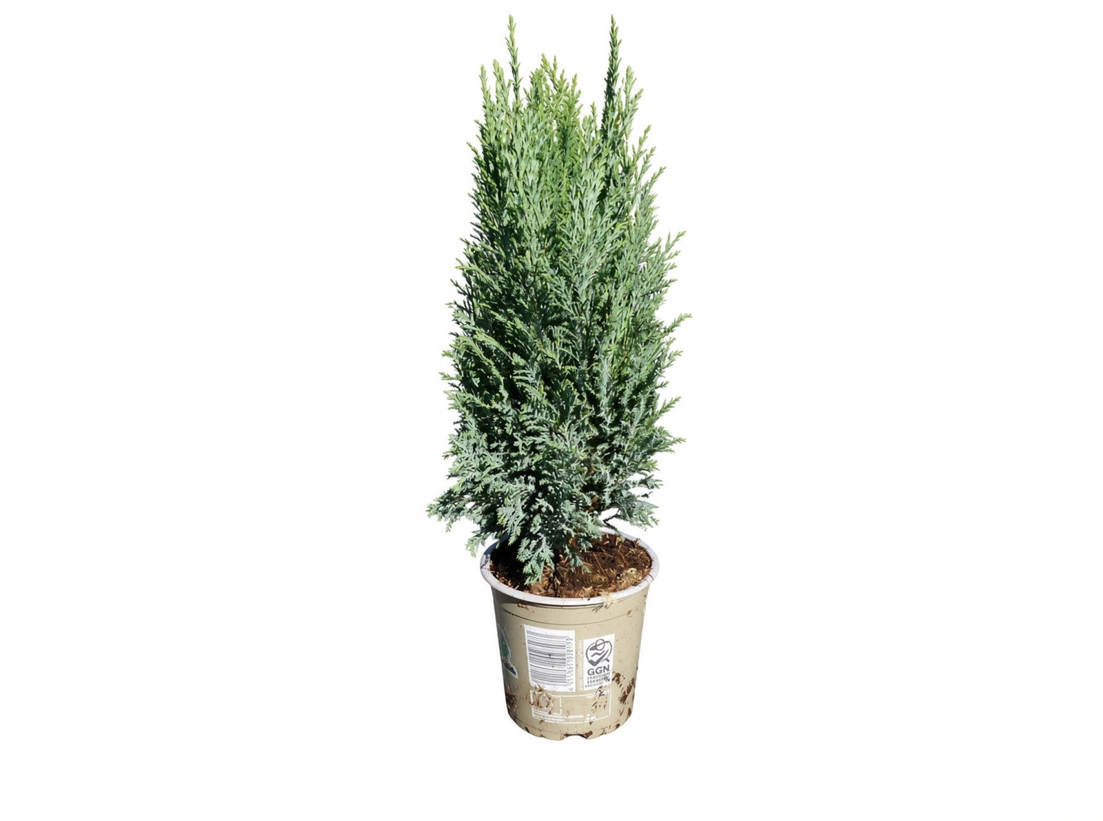 25 Stück Zypresse Scheinzypresse Ellwoodii winterharte Konifere 40 - 55 cm Hecke
