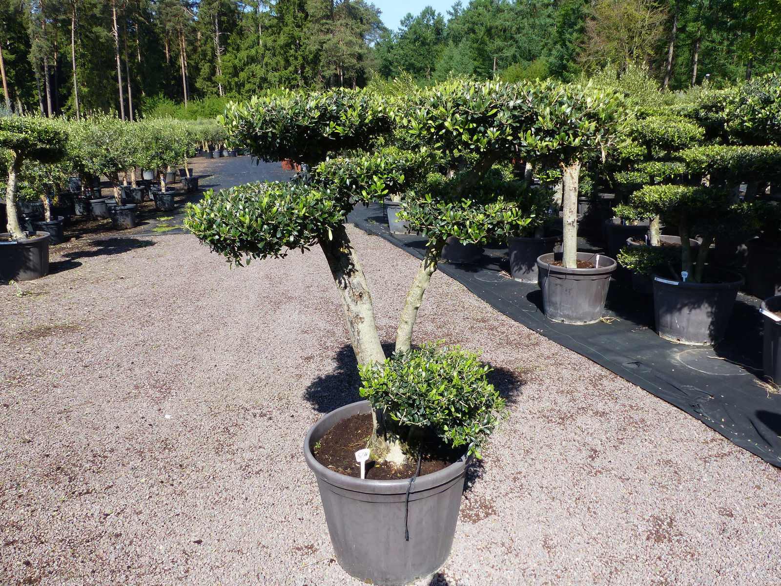 Olivenbaum 7 Pon Pon Bonsai Formgehölz Gartenbonsai Olea europaea Olive winterhart
