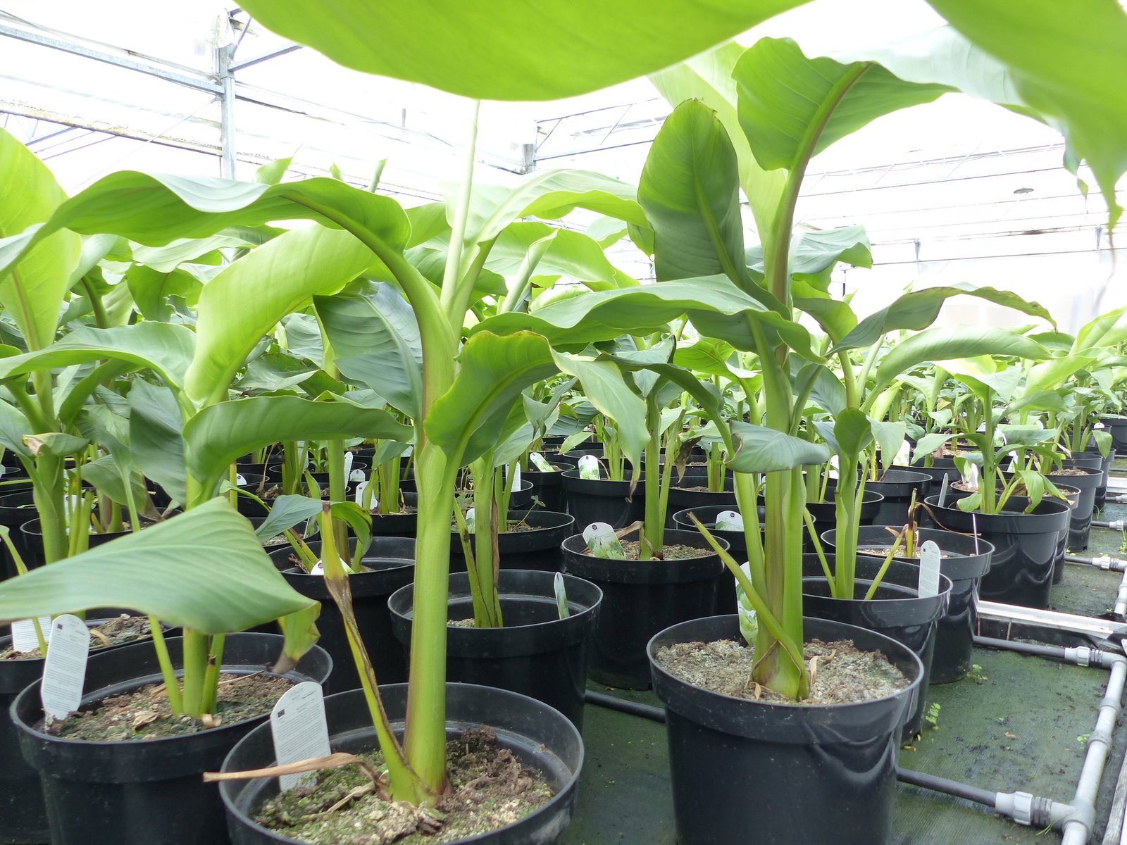2 Stück Bananenstaude Musa Basjoo 60 - 80 cm winterhart Staude japanische Faserbanane