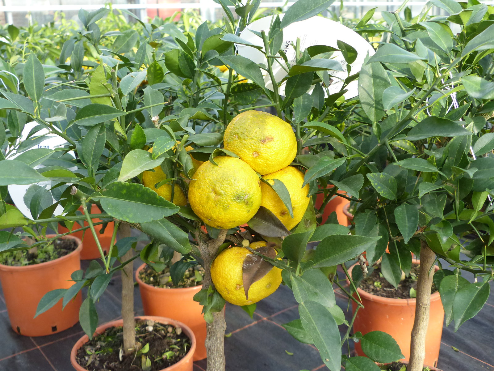 Citrus Yuzu 70 - 80 cm, Zitronenbaum Zitrone, japanische Zitrone, winterhart