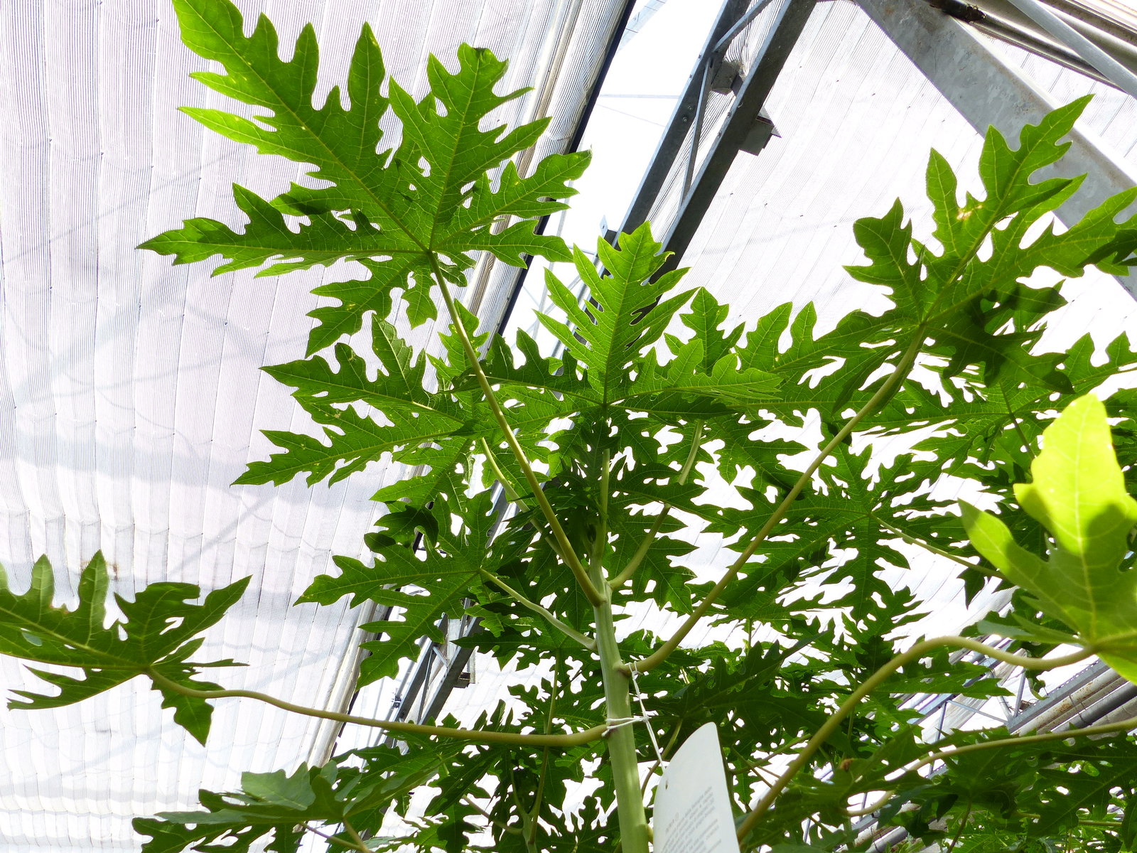 Papaya Carica papaya 100 – 120 cm – Melonenbaum, tropische Kübelpflanze
