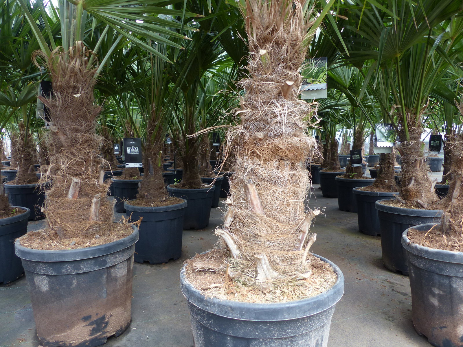 5 Stück XXL Stämme Palme winterhart 180 cm Trachycarpus fortunei, Hanfpalme, Top-Qualität
