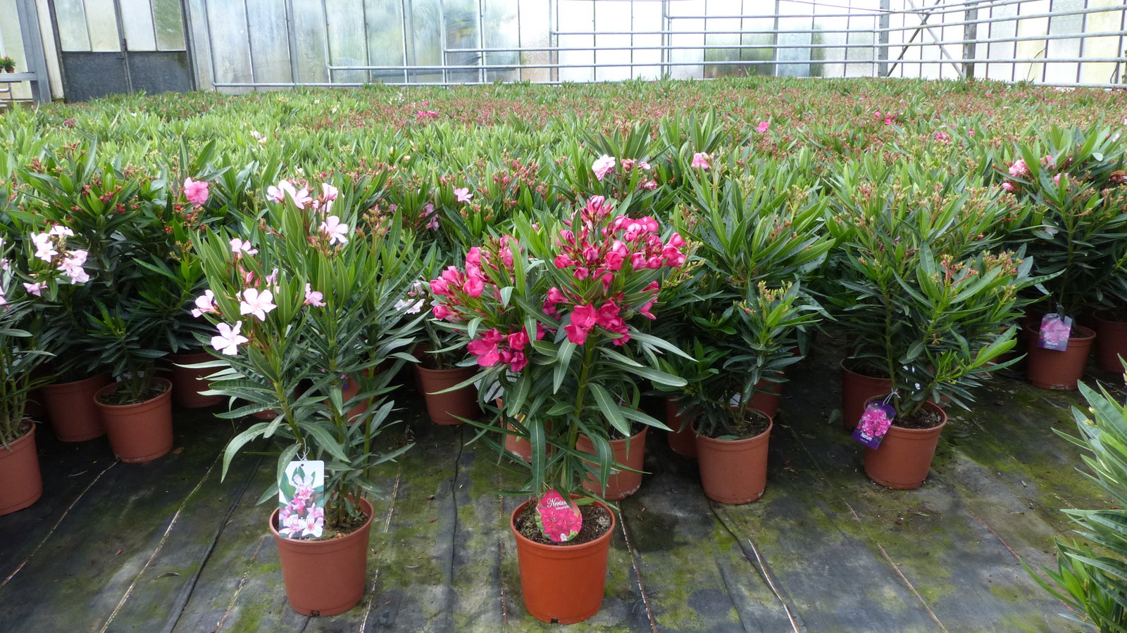 Oleander Busch 65 cm Nerium Rosenlorbeer Premium rot oder rosa