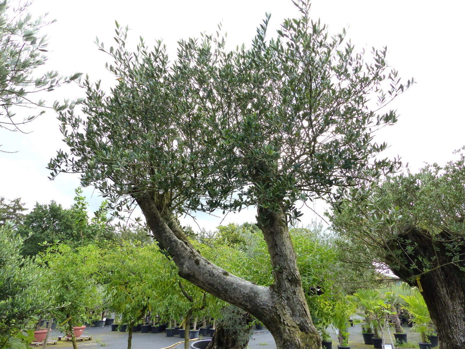 exakt dieser Baum Nr. 0/238 , 260 cm, Olivenbaum 'Angebot' verzweigte Olive winterhart