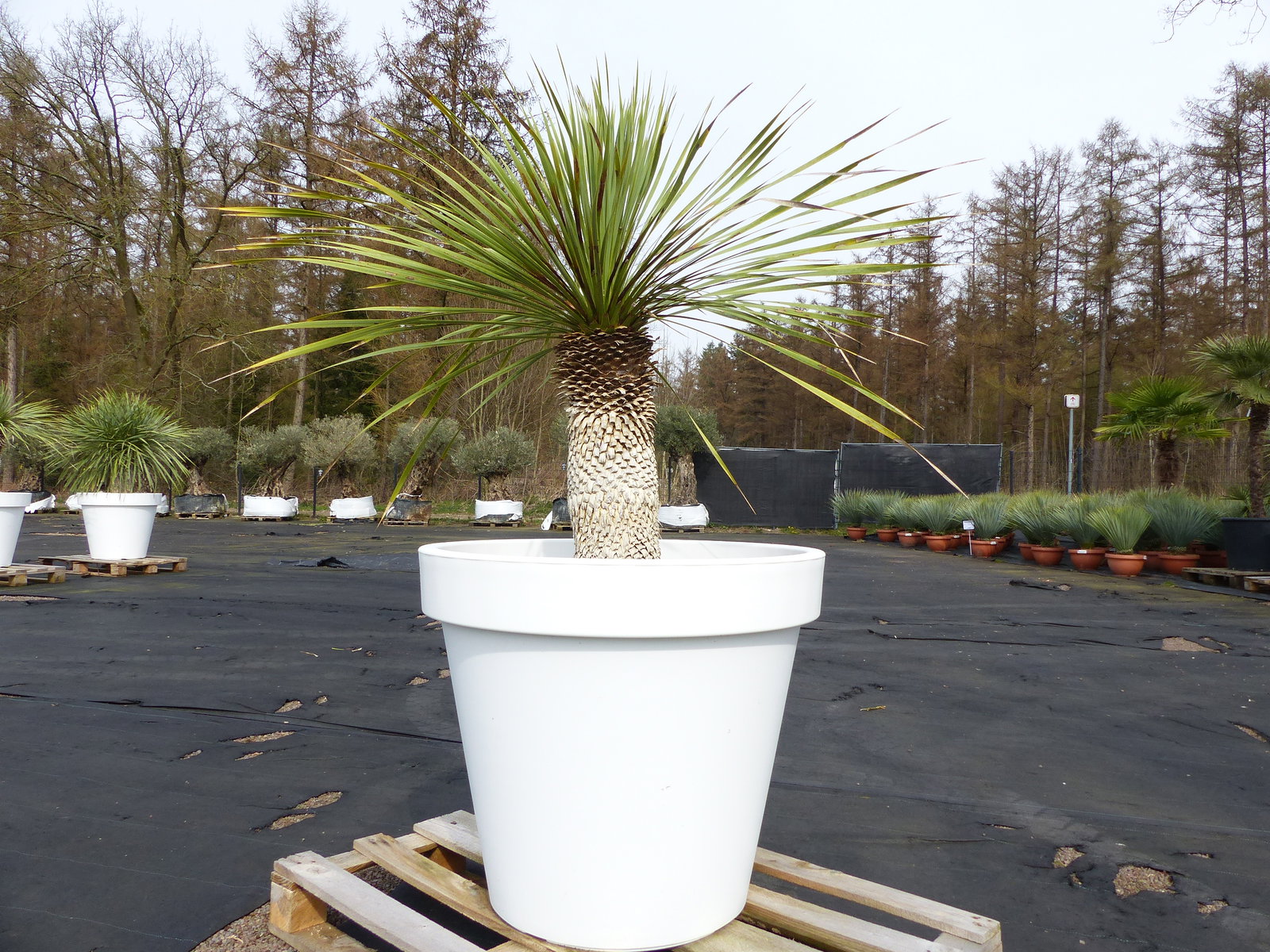 Yucca Rostrata 150 cm | Stamm 50 cm | im Pflanzkübel Ø80 cm Weiß winterhart