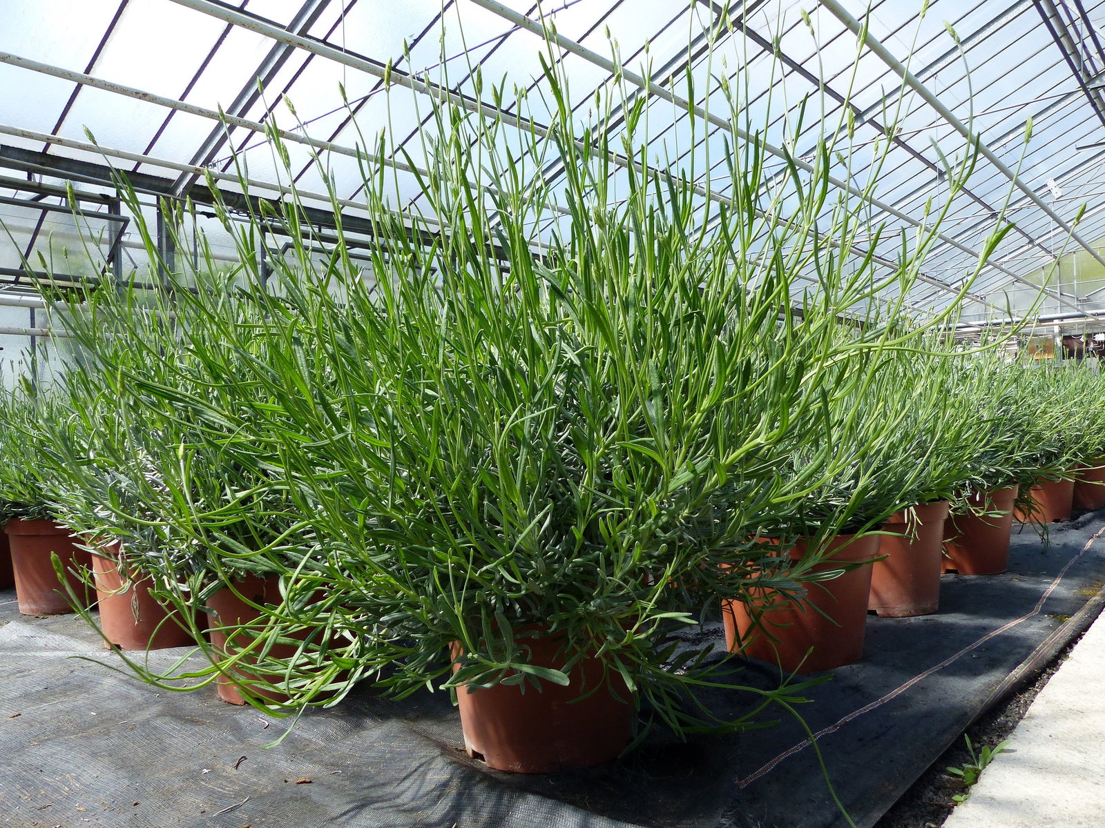 echter Lavendel XL BUSCH Ø 40cm, Höhe 40 cm, Lavandula Angustifolia Kräuter Pflanze Kräuterküche