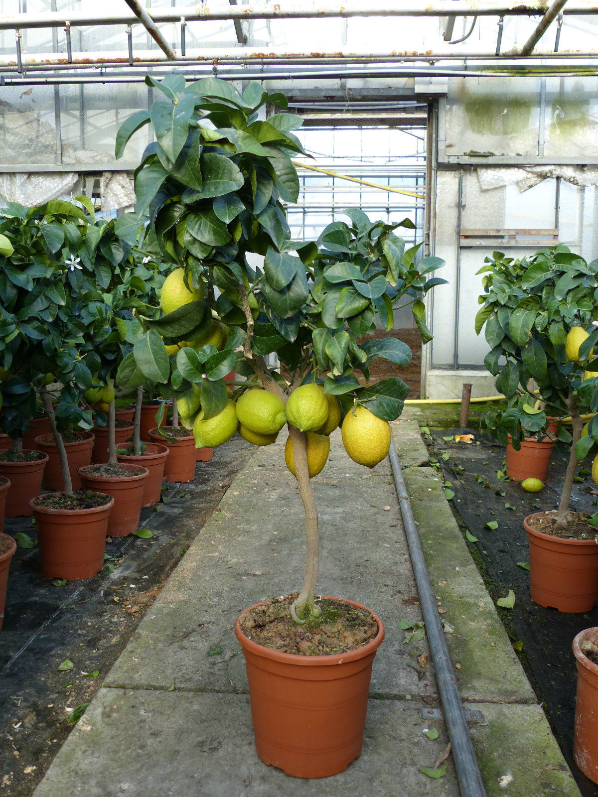 Grünwaren: echter Zitronenbaum 70 - 100 cm Zitrone Citrus Limon Zitruspflanze