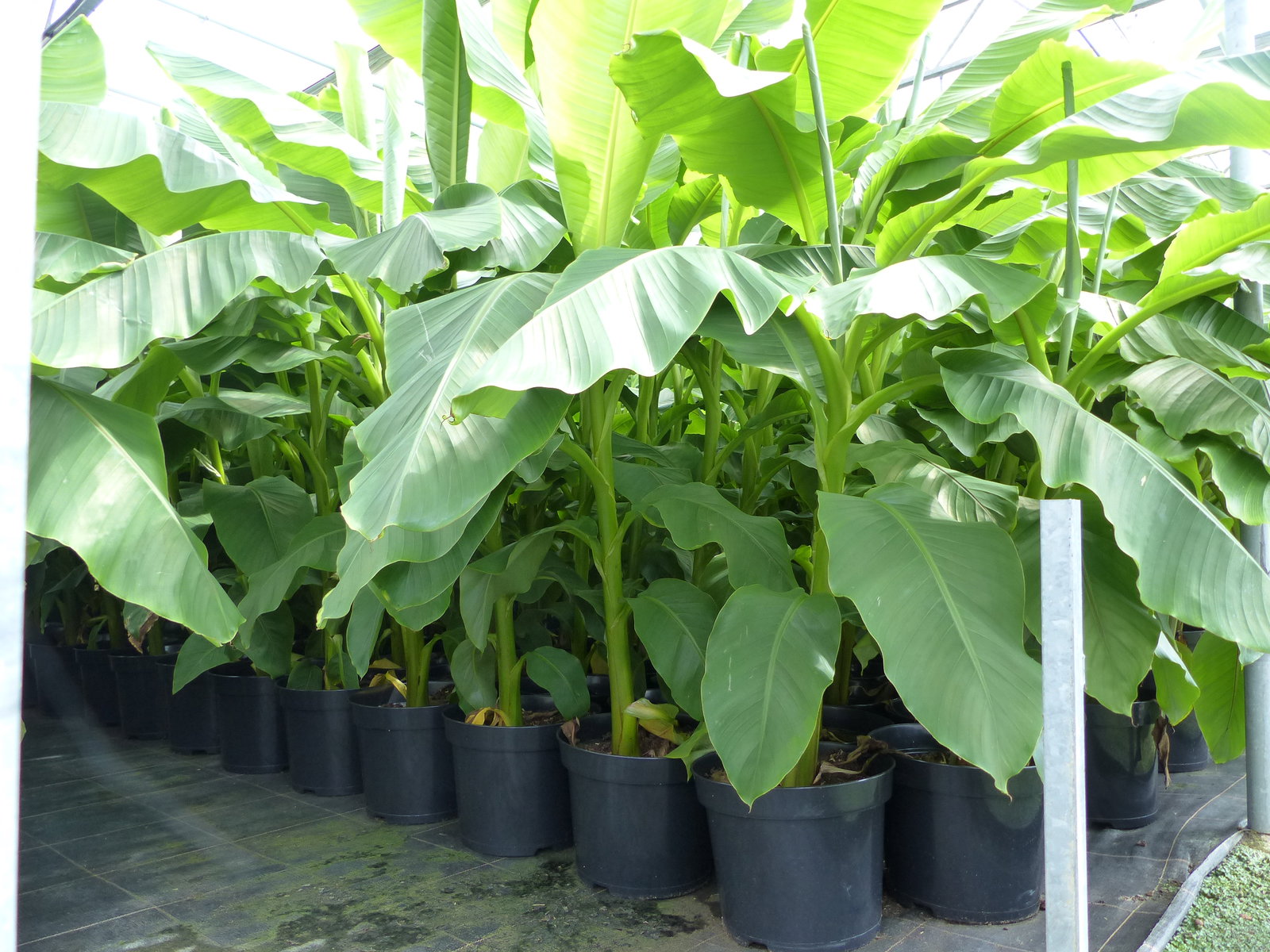 2 Stück Bananenstaude Banane Musa Basjoo 170 cm winterhart Staude japanische Faserbanane