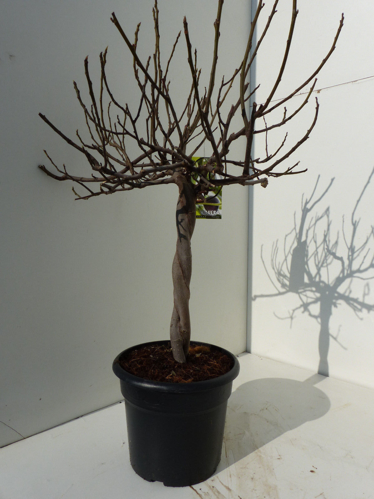 Feigenbaum - hell UND dunkel - in 1 Topf, Obstbaum, winterhart, Ficus Carica, Feige
