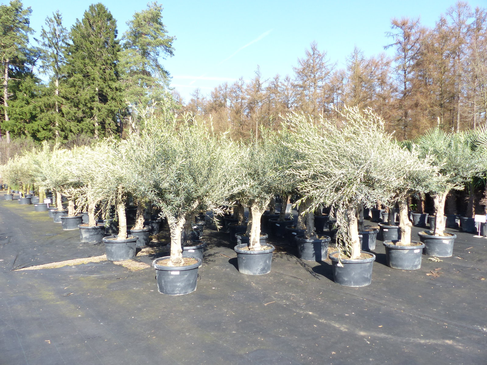 Olivenbaum verzweigt Hojiblanca 200 - 250 cm, kräftige Stämme, winterharte Olive, Olea europaea
