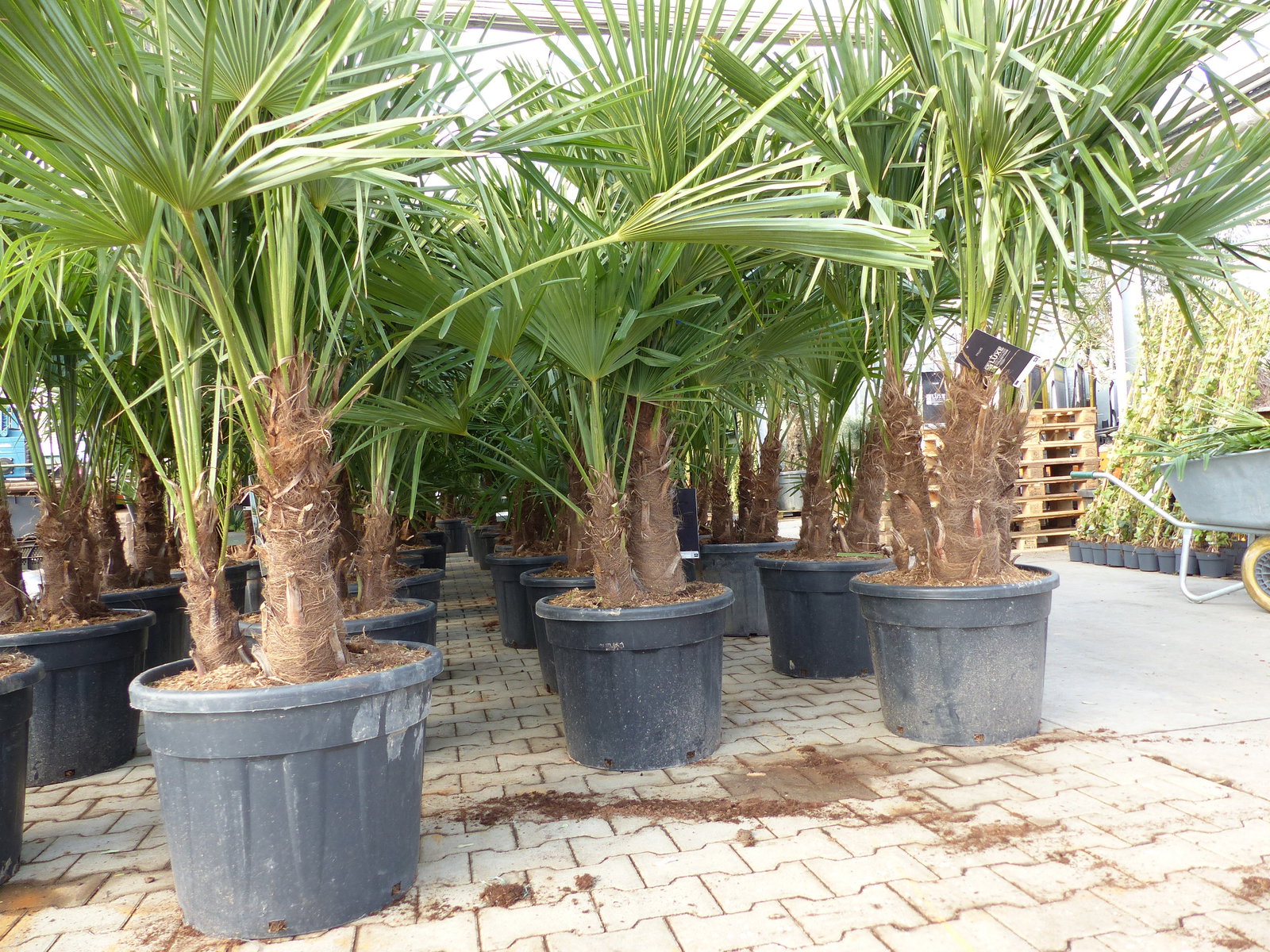 Trachycarpus Fortunei Gruppe mehrstämmig Palme, winterhart 220 - 260 cm Palmengruppe 3 - 5 Stämme